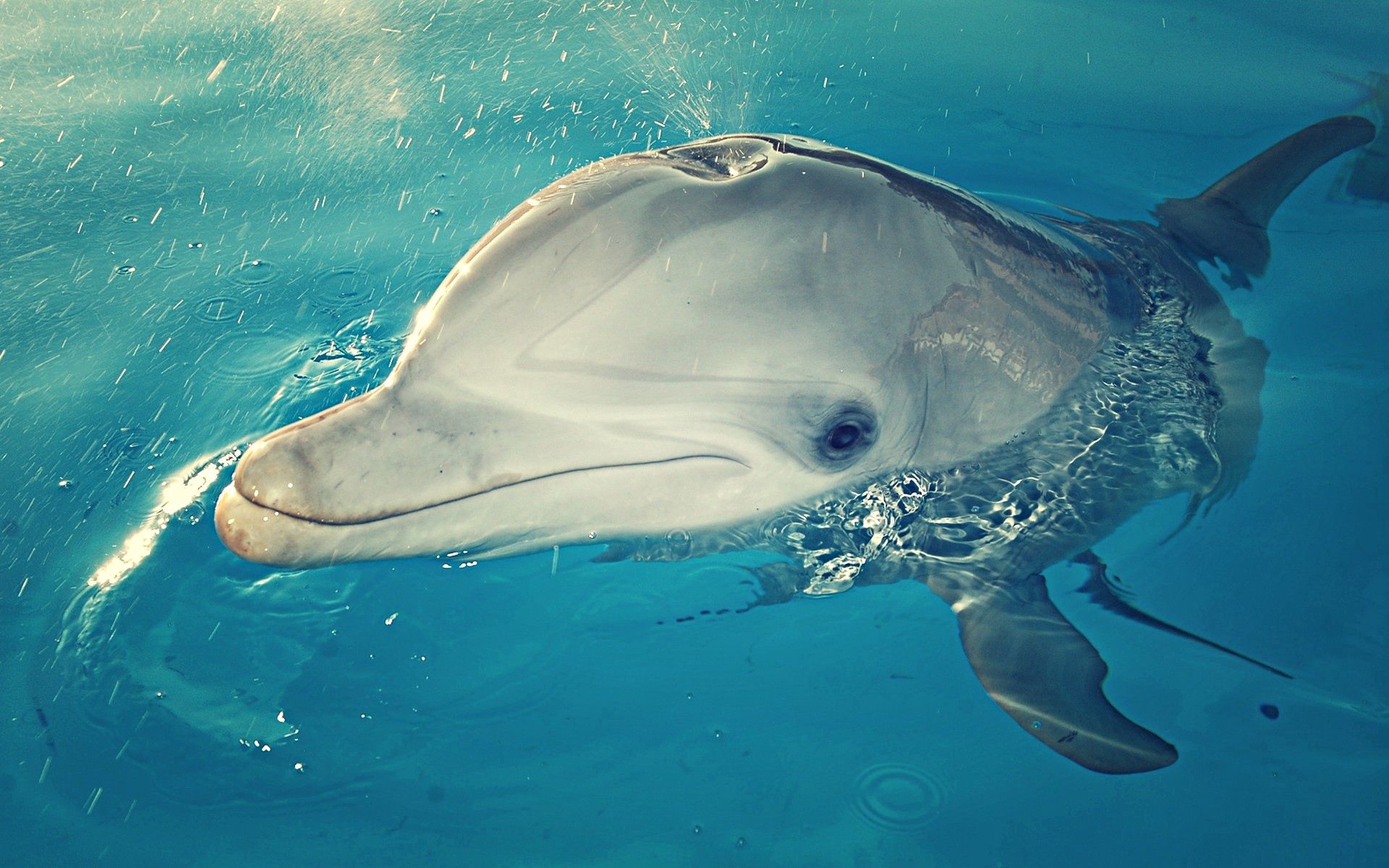58323 Bildschirmschoner und Hintergrundbilder Delfin auf Ihrem Telefon. Laden Sie tiere, spray, sprühen, wasser Bilder kostenlos herunter