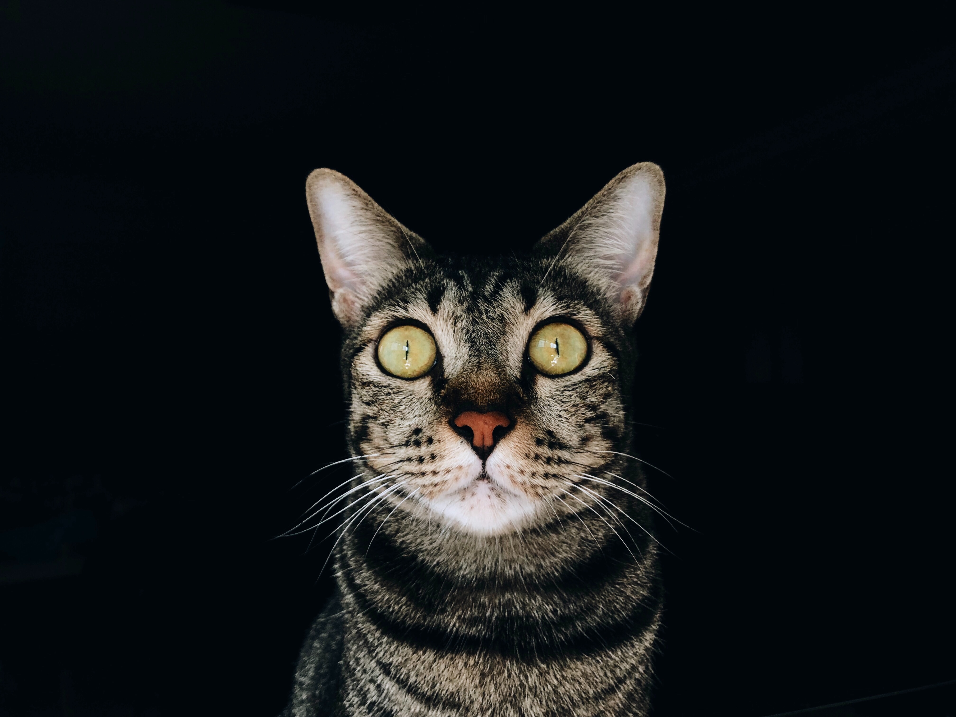 Cat HD download for free