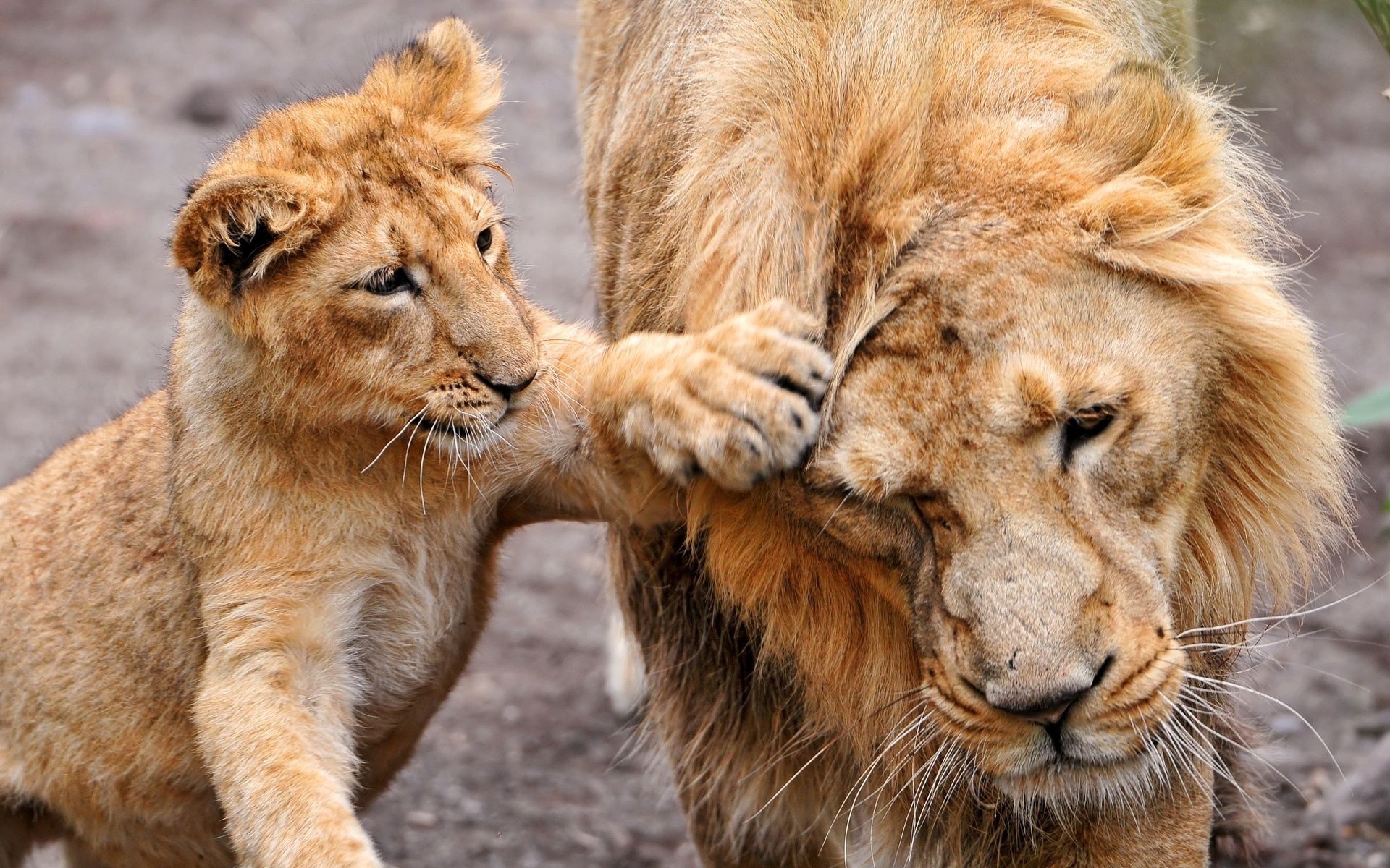 Lion lion cub, animals, care, lioness Lock Screen