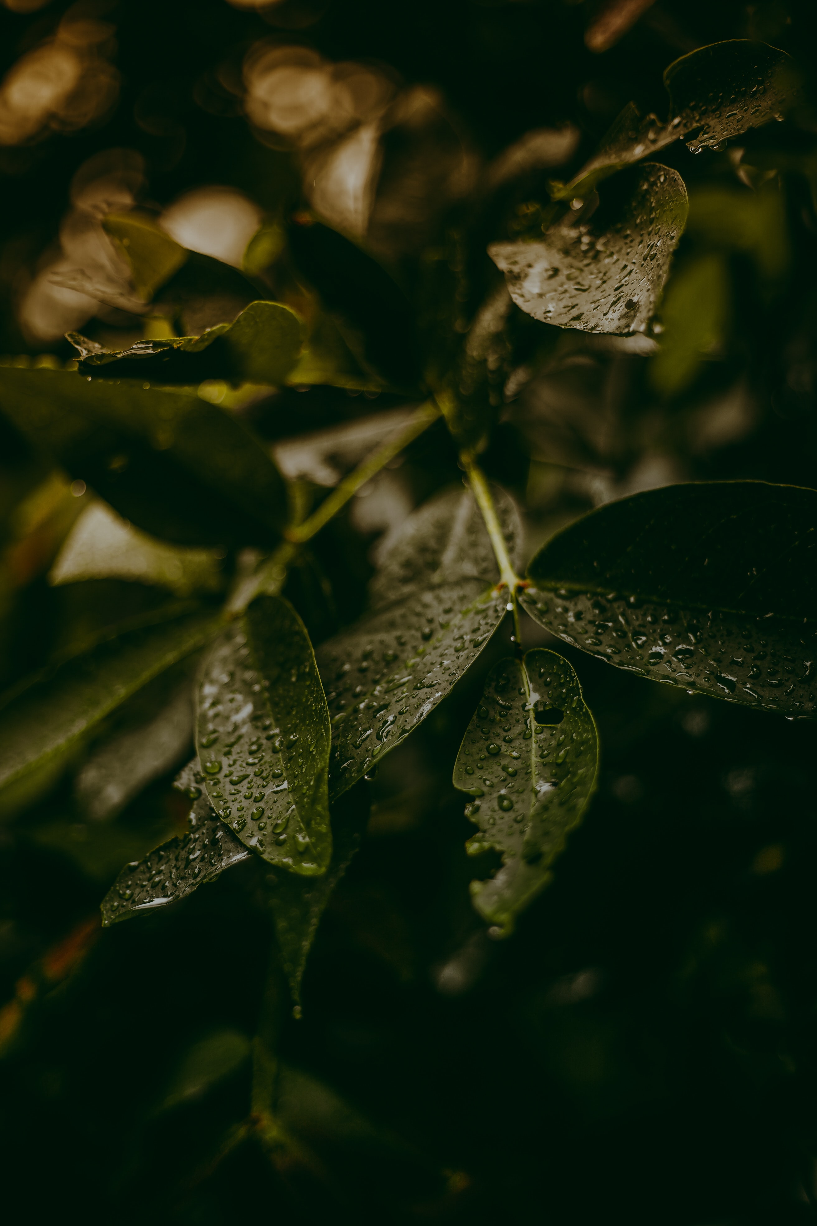 plant, water, leaves, drops, macro HD wallpaper