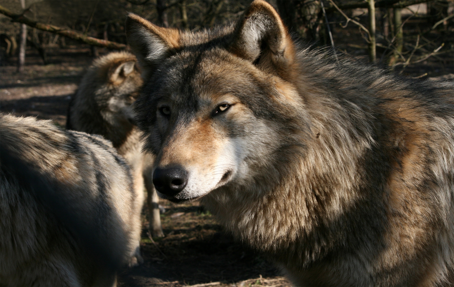 wolf, animals, muzzle, predator, wild