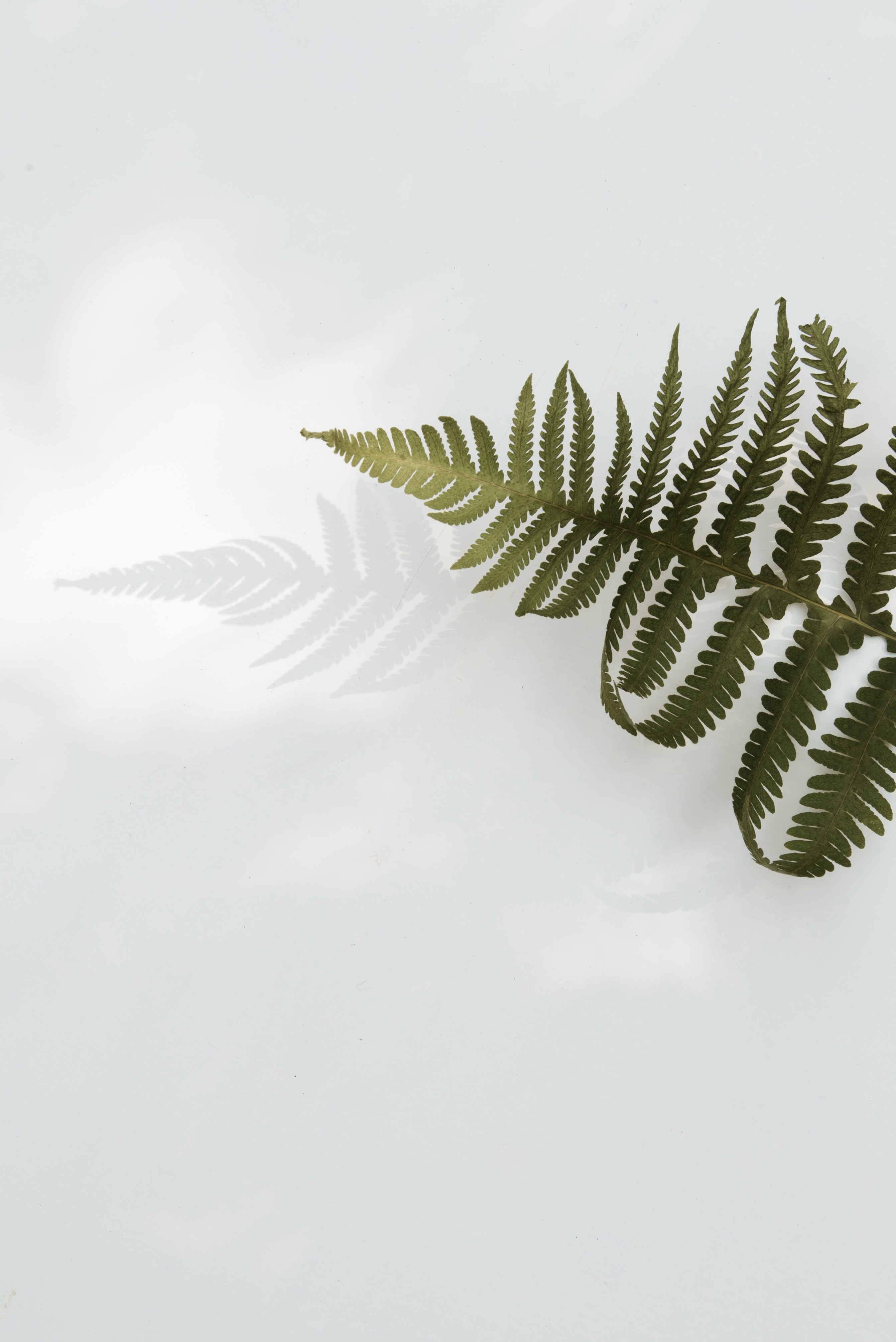 branch, plant, minimalism, leaves New Lock Screen Backgrounds