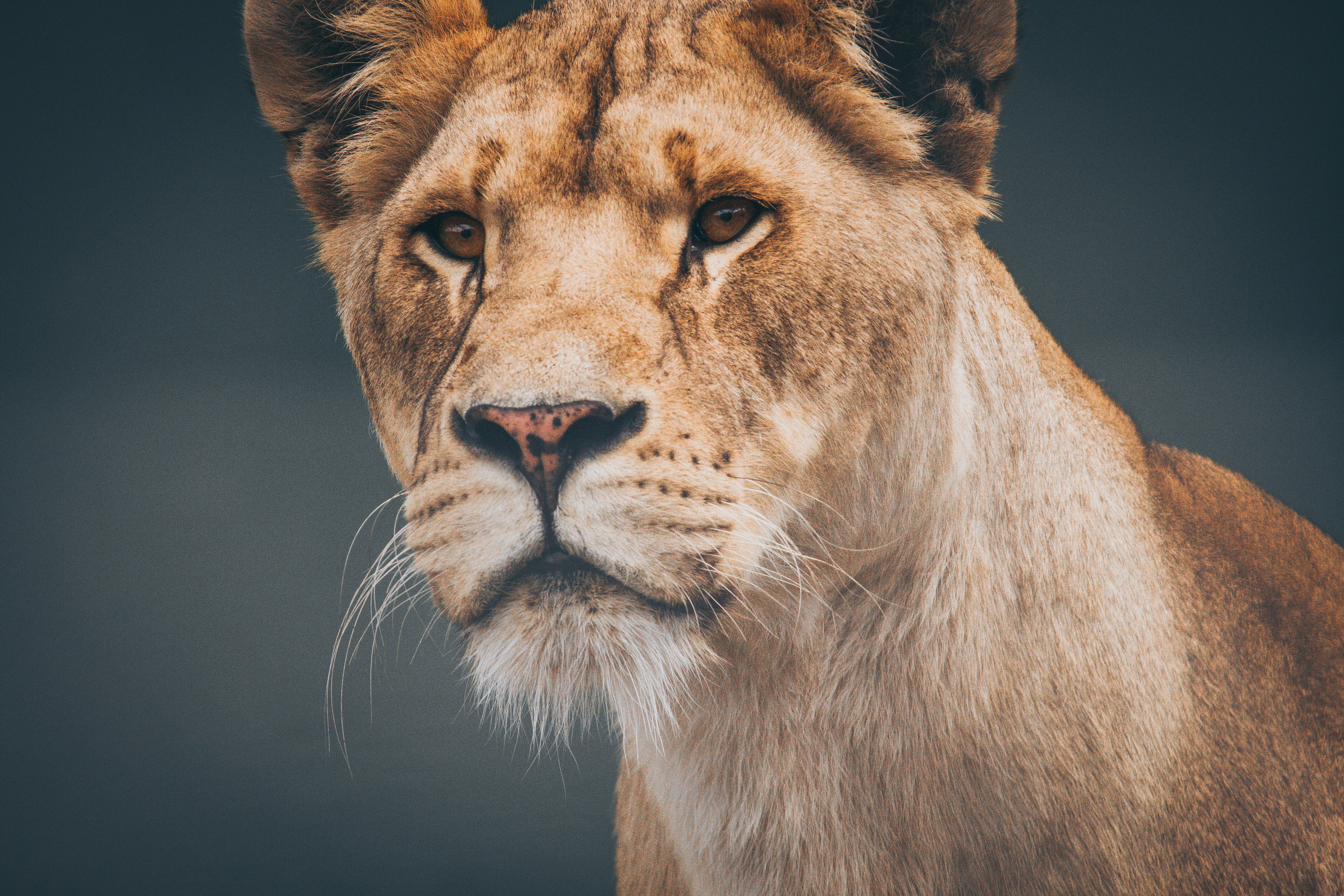 117236 Bild herunterladen tiere, schnauze, ein löwe, löwe, raubtier, predator, löwin - Hintergrundbilder und Bildschirmschoner kostenlos