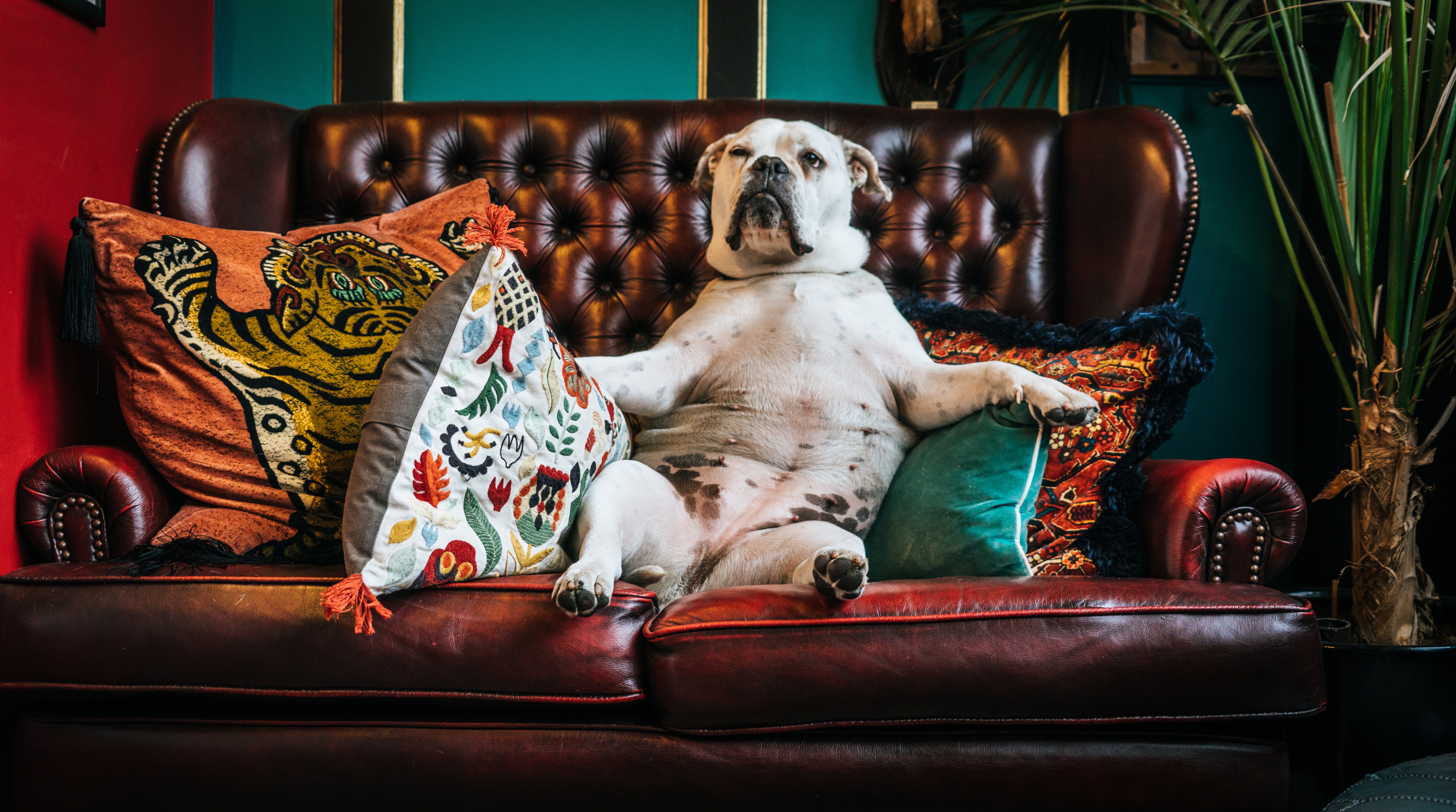 Handy-Wallpaper Bulldogge, Tiere, Hund, Kissen, Sofa, König, Bulldog kostenlos herunterladen.
