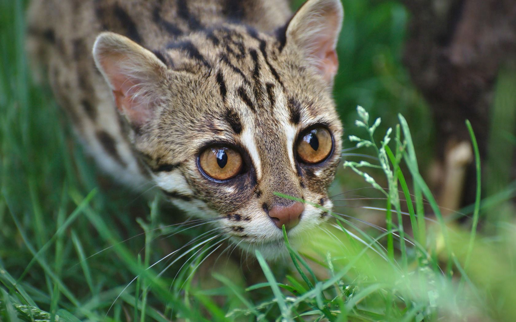 129406 download wallpaper animals, grass, leopard, muzzle, wild cat, wildcat, ocelot screensavers and pictures for free