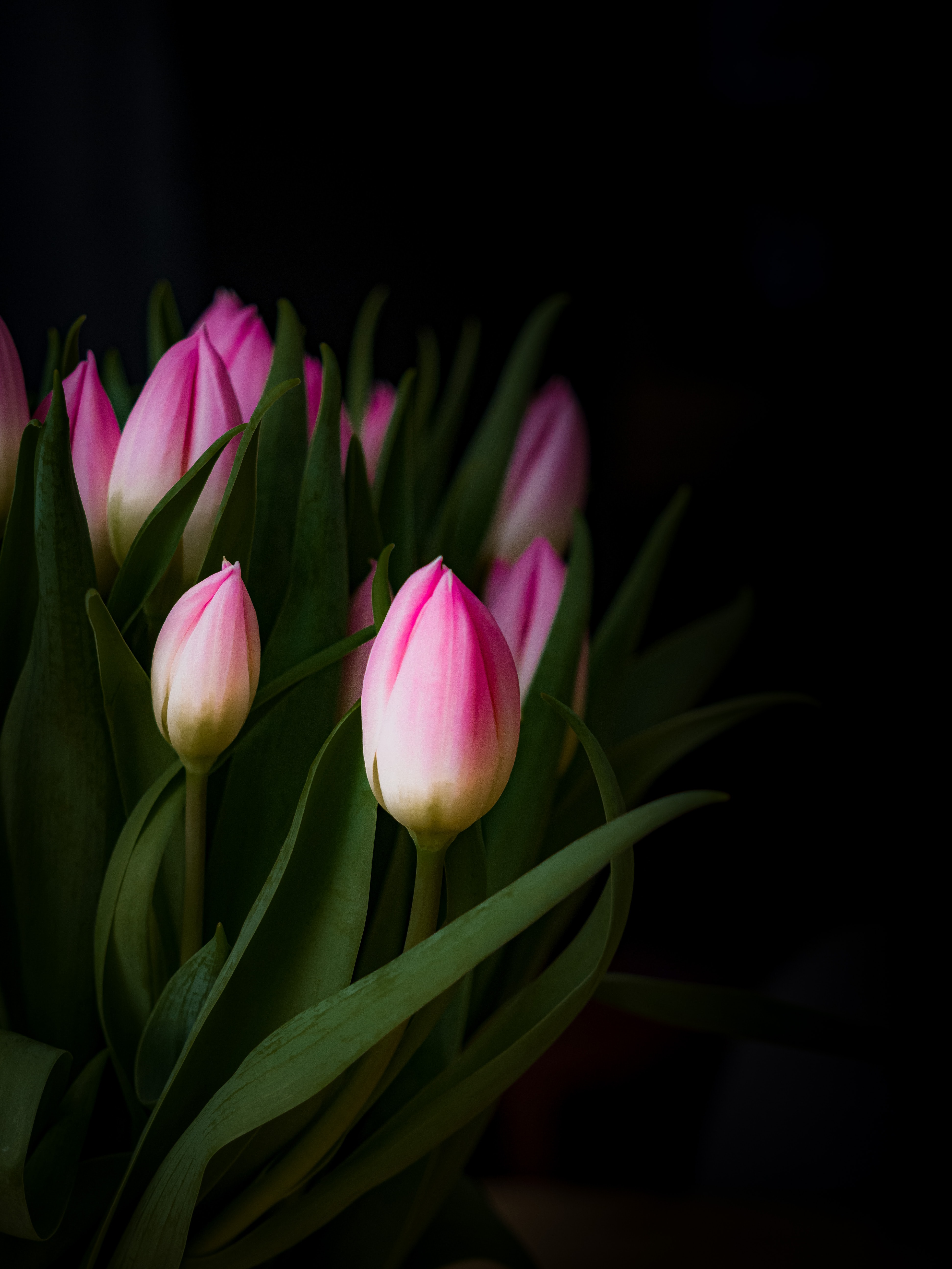 79049 Bildschirmschoner und Hintergrundbilder Tulpe auf Ihrem Telefon. Laden Sie blumen, strauß, bouquet, knospen, tulpe, tulip Bilder kostenlos herunter