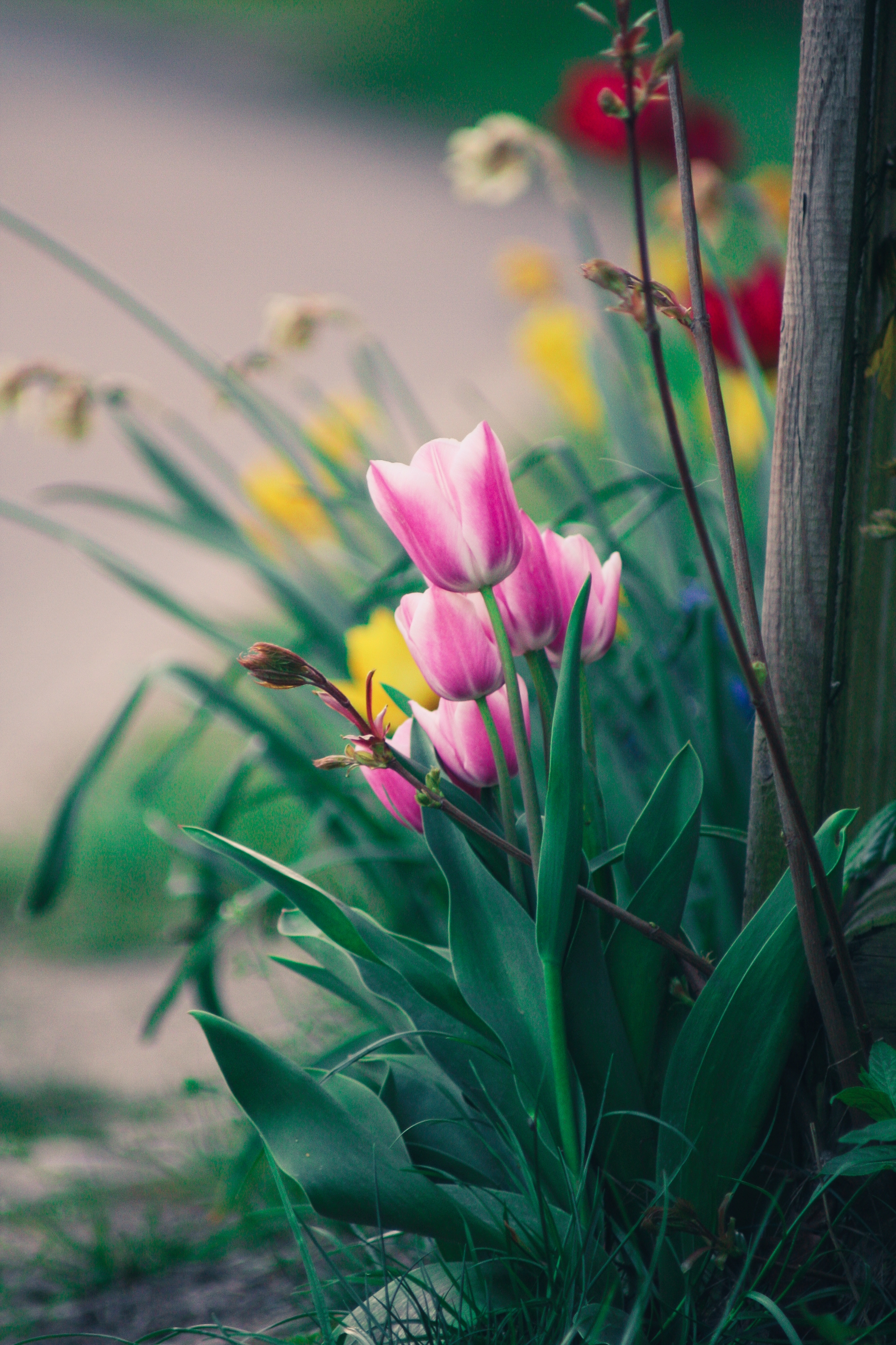 95172 descargar fondo de pantalla tulipanes, flores, rosa, florecer, floración, cama de flores, parterre, rosado: protectores de pantalla e imágenes gratis