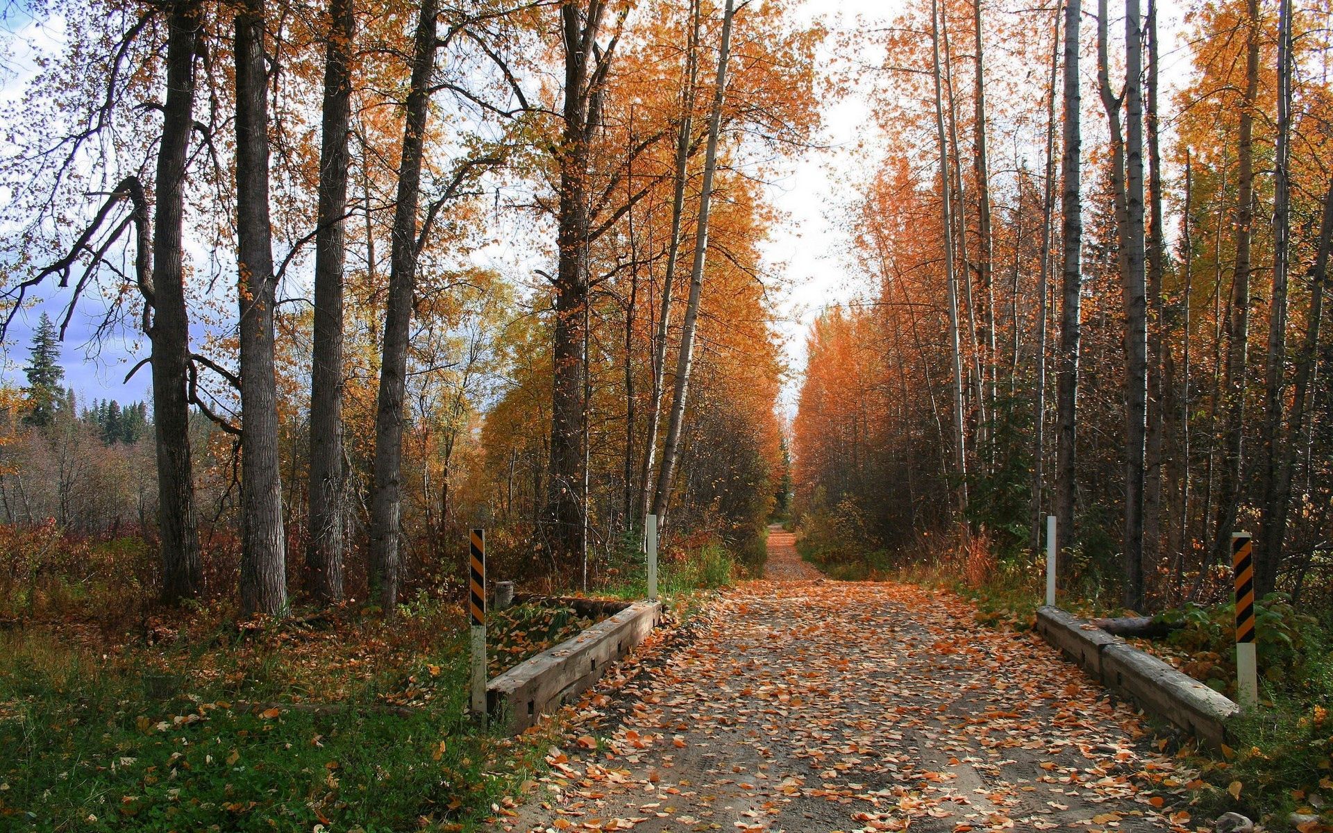 Cool HD Wallpaper trees, nature, autumn, road