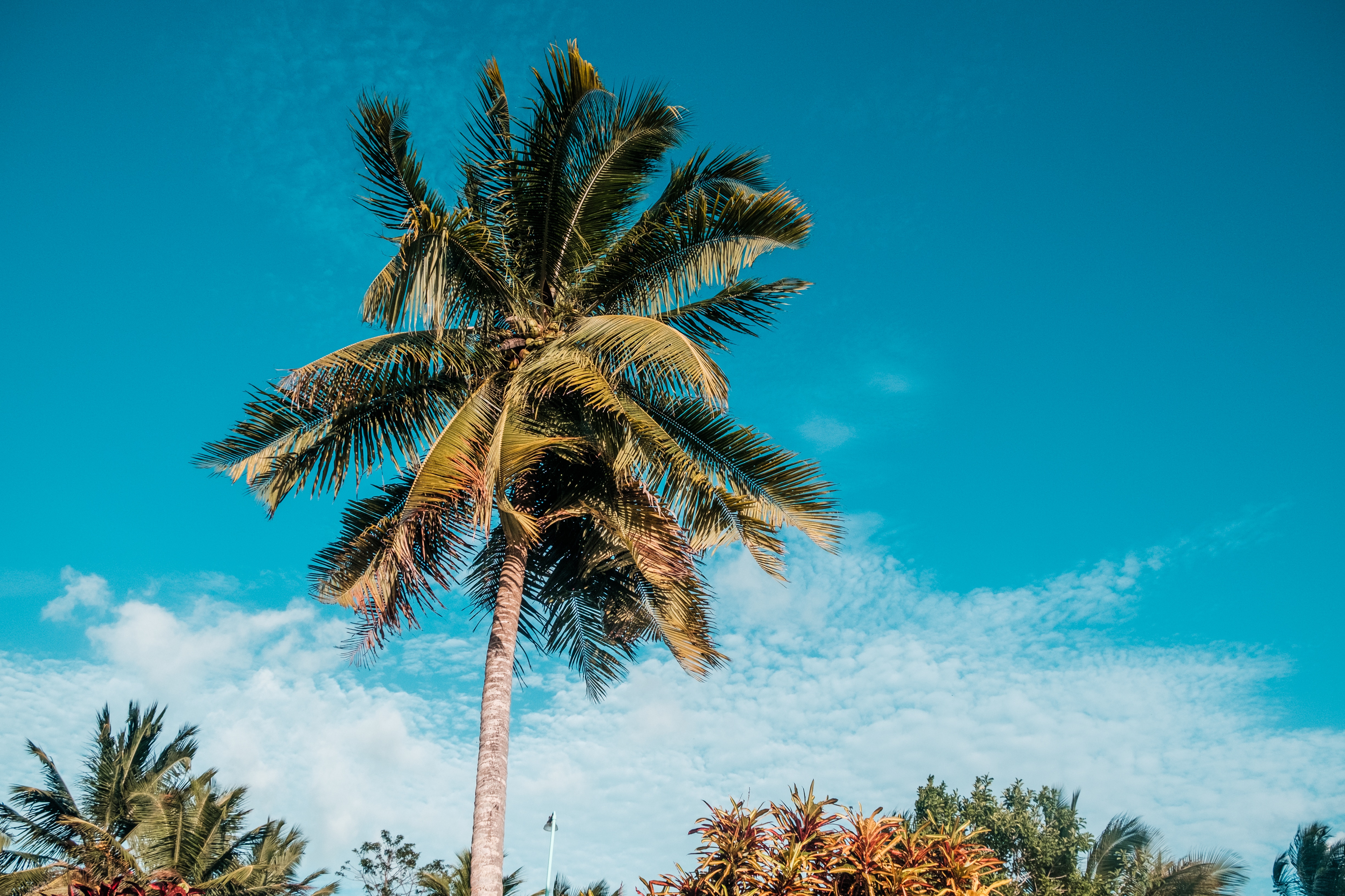 palm, nature, sky, summer, tropics wallpaper for mobile