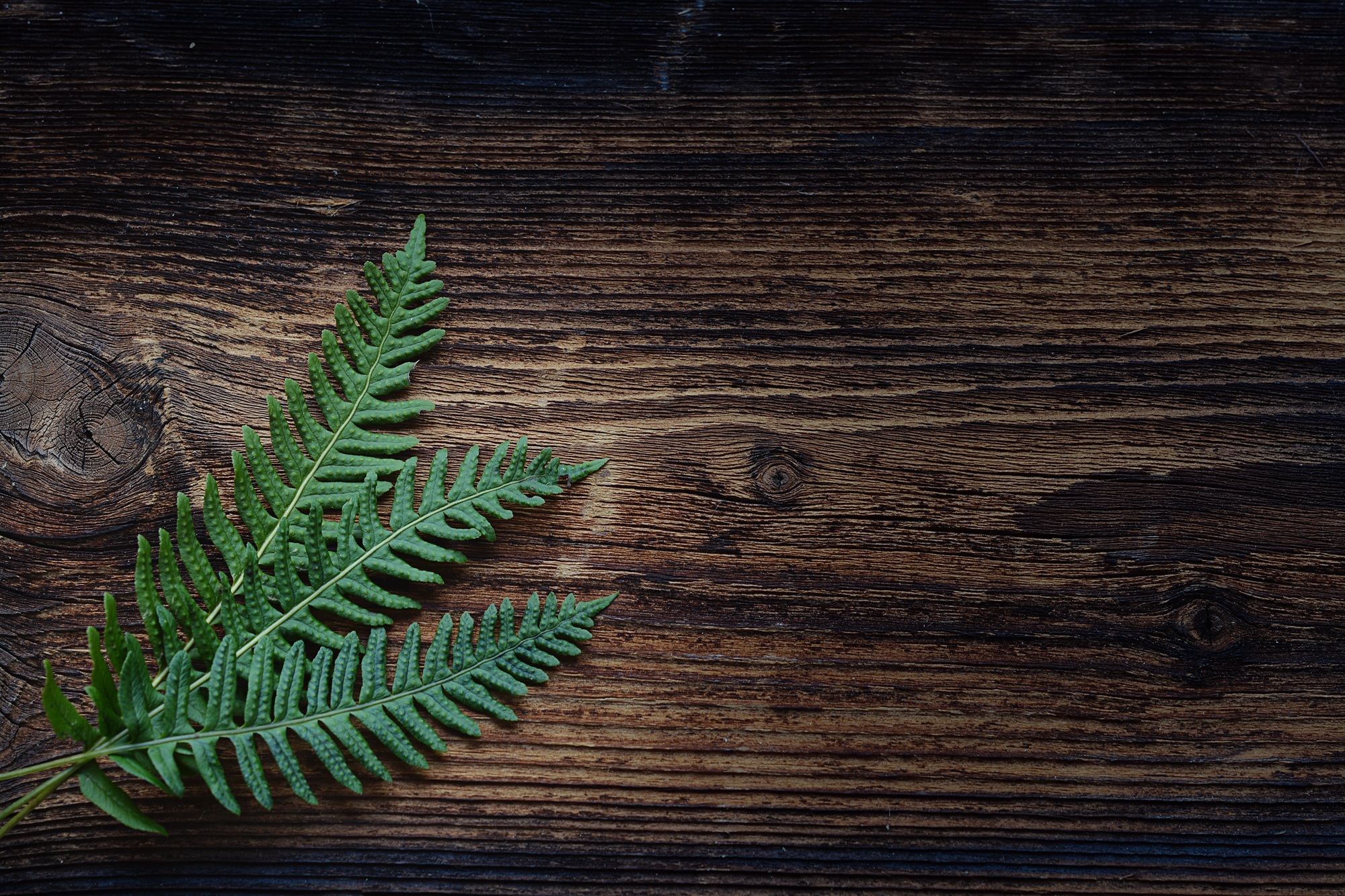 61749 download wallpaper minimalism, plant, leaves, fern screensavers and pictures for free