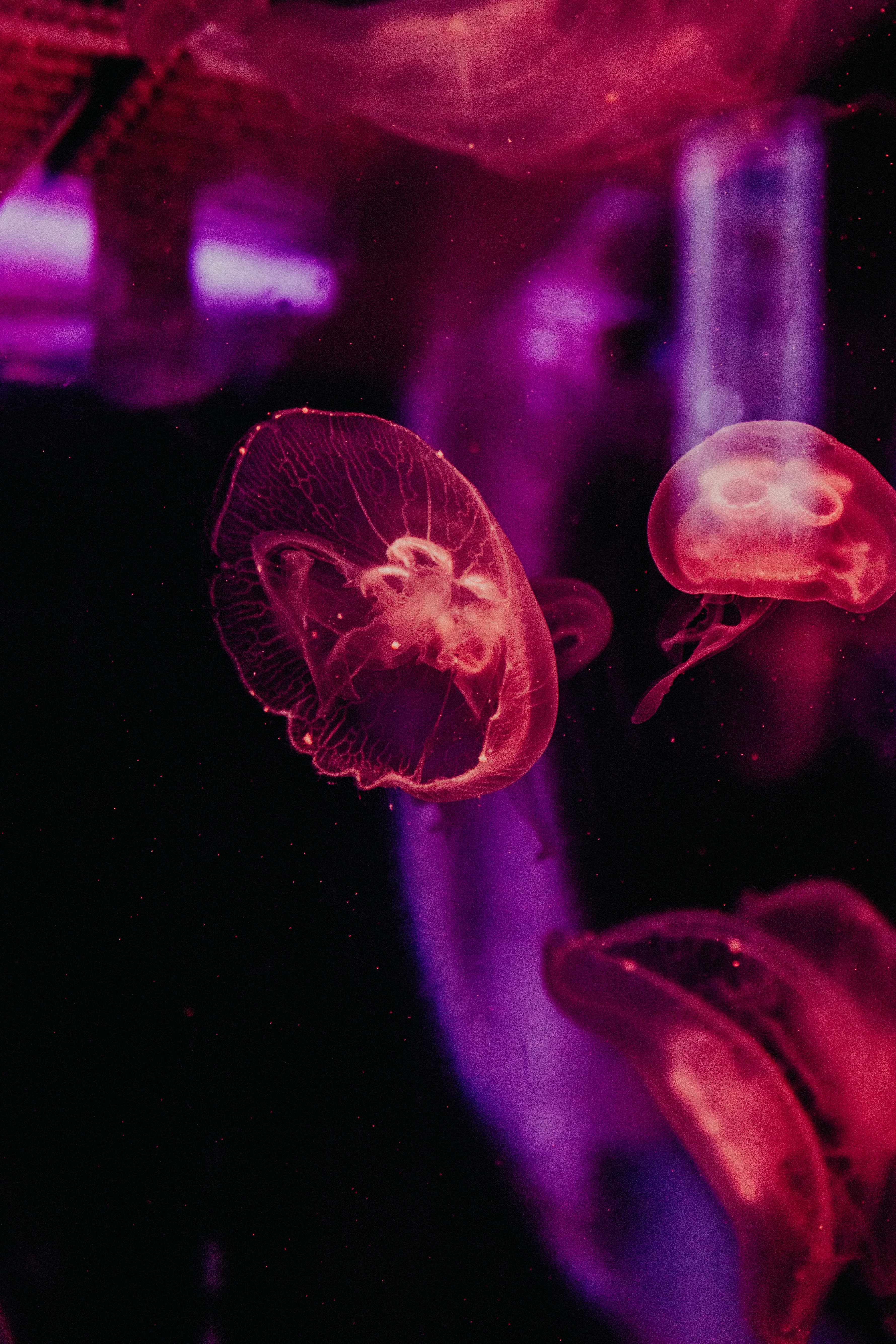 glow, underwater world, animals, tentacles Vertical Wallpapers