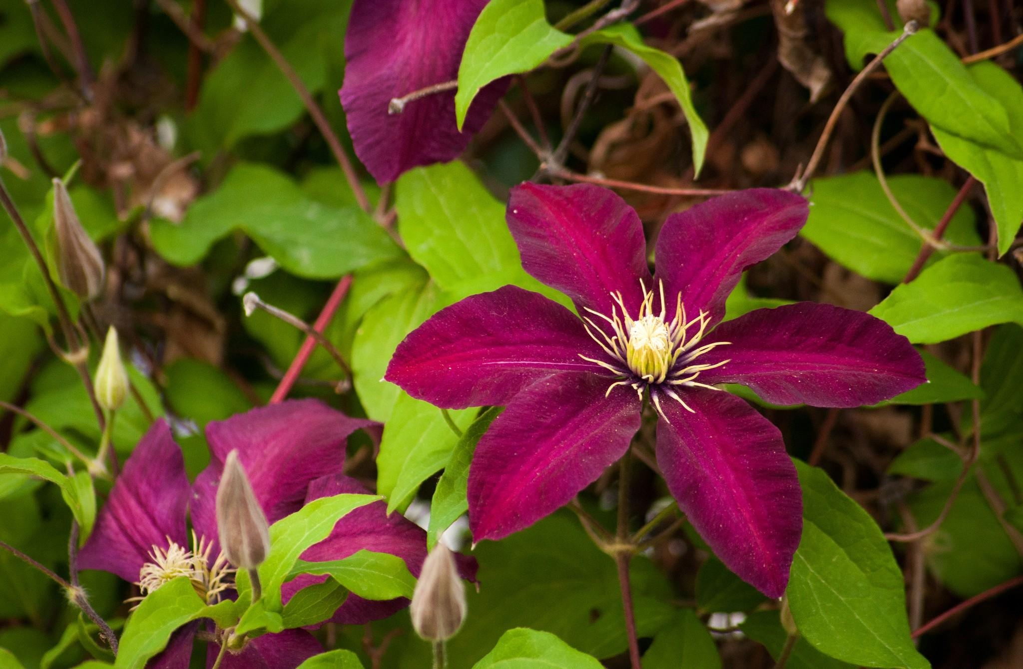 1080p pic flowering, branches, flowers, clematis