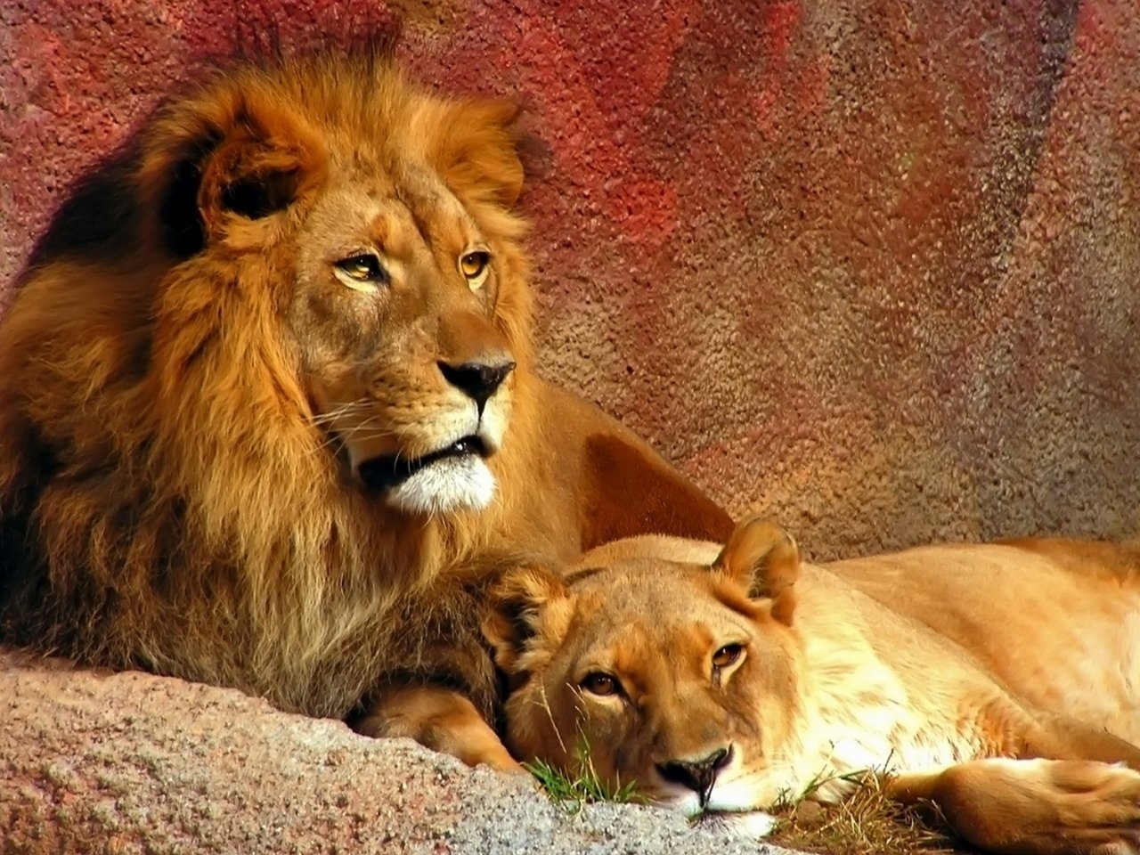 48552 descargar fondo de pantalla leones, animales, naranja: protectores de pantalla e imágenes gratis