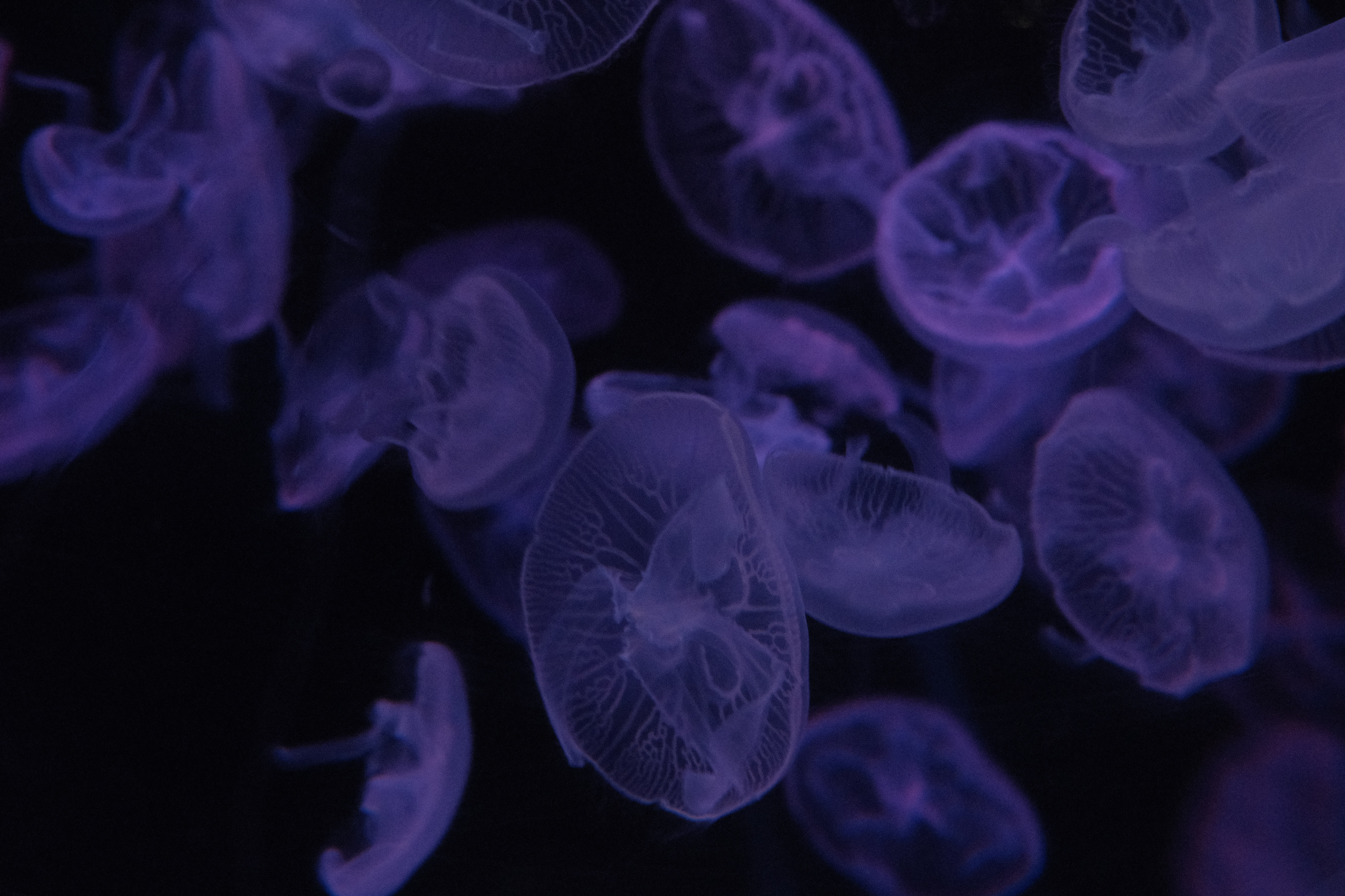 69360 Hintergrundbild herunterladen jellyfish, violett, dunkel, lila, hübsch, es ist wunderschön - Bildschirmschoner und Bilder kostenlos