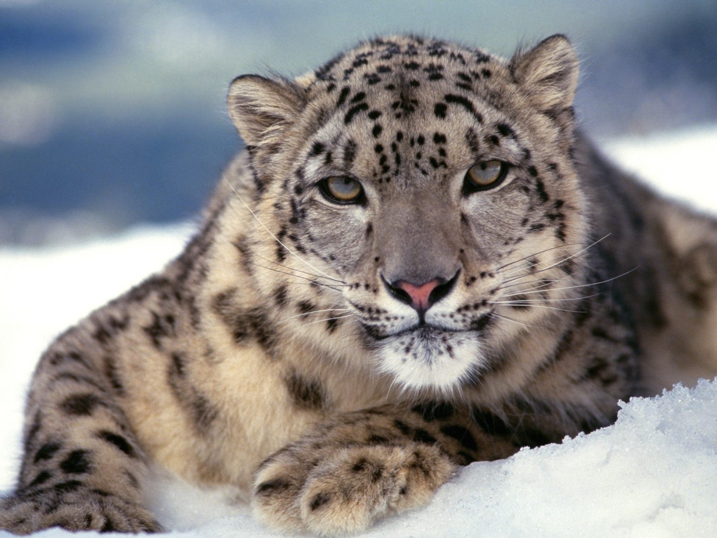 33096 download wallpaper snow leopard, animals screensavers and pictures for free