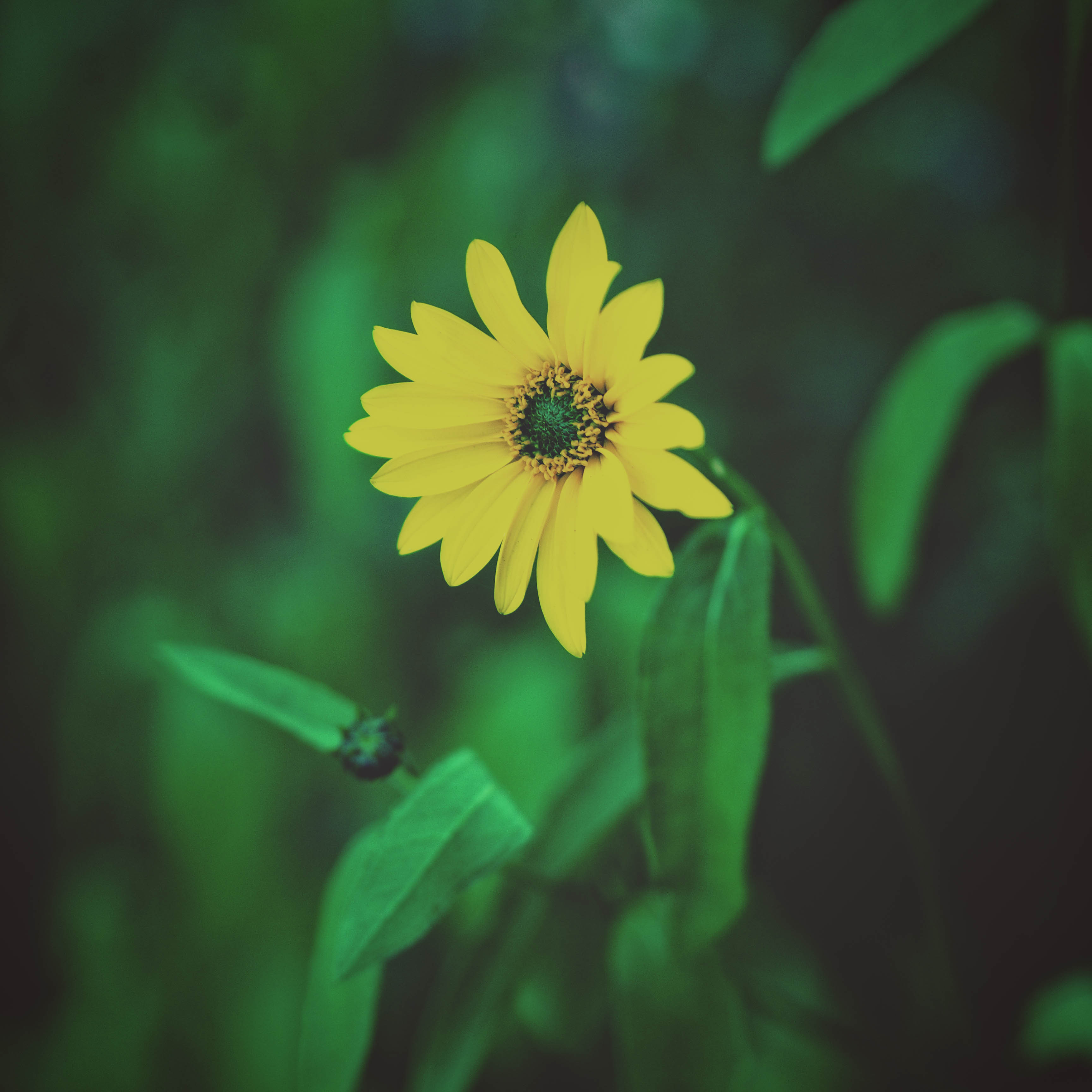 flowers, yellow, flower, blur, smooth, flower bed, flowerbed, foliage