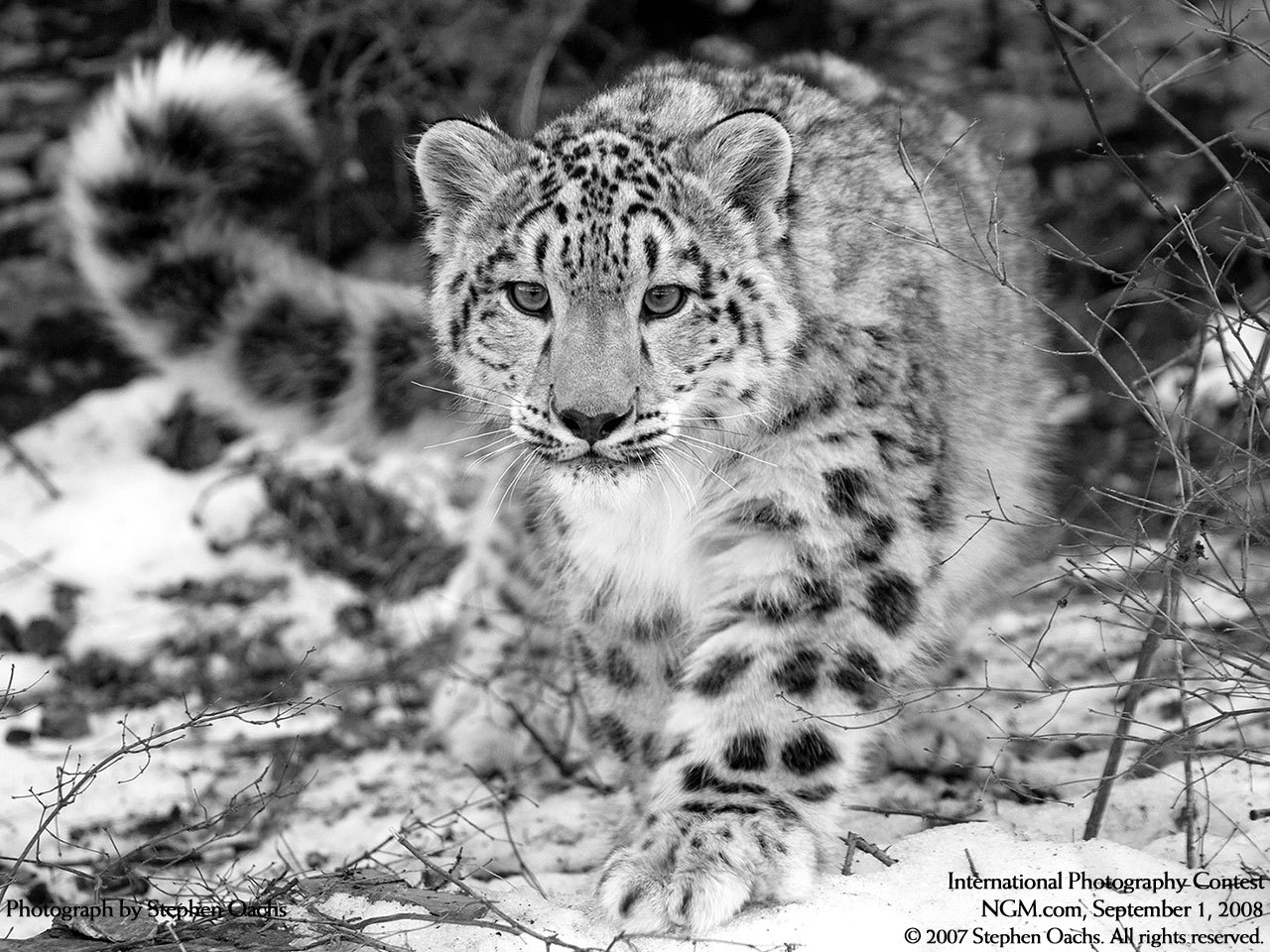 10853 Screensavers and Wallpapers Snow Leopard for phone. Download snow leopard, animals, gray pictures for free