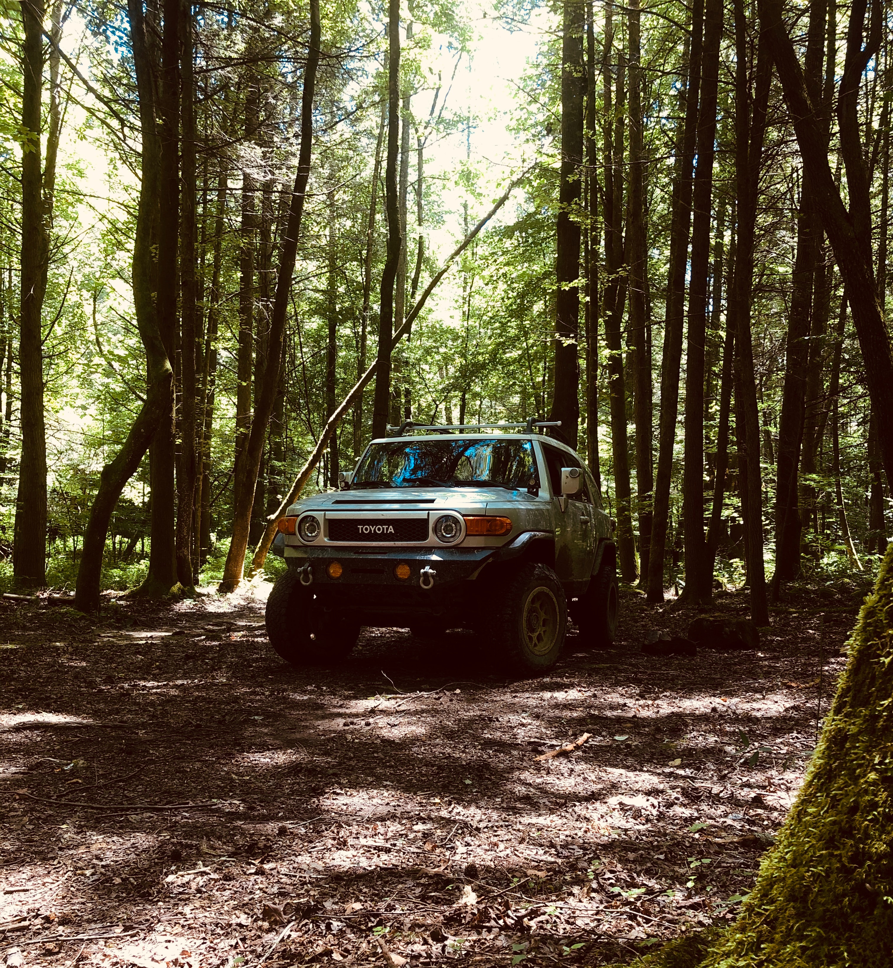 toyota, forest, suv, front view Ultrawide Wallpapers