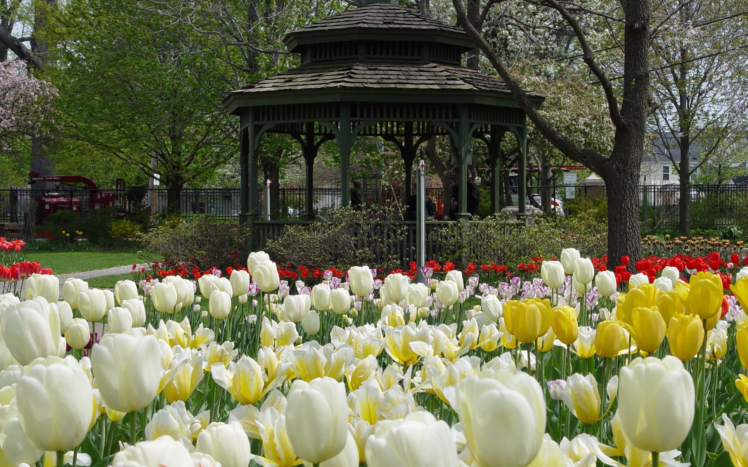 tulips, nature, flowers, bower Square Wallpapers