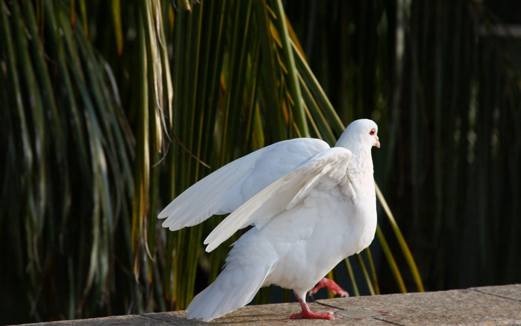 dove, animals, nature, birds, white, peace, world High Definition image