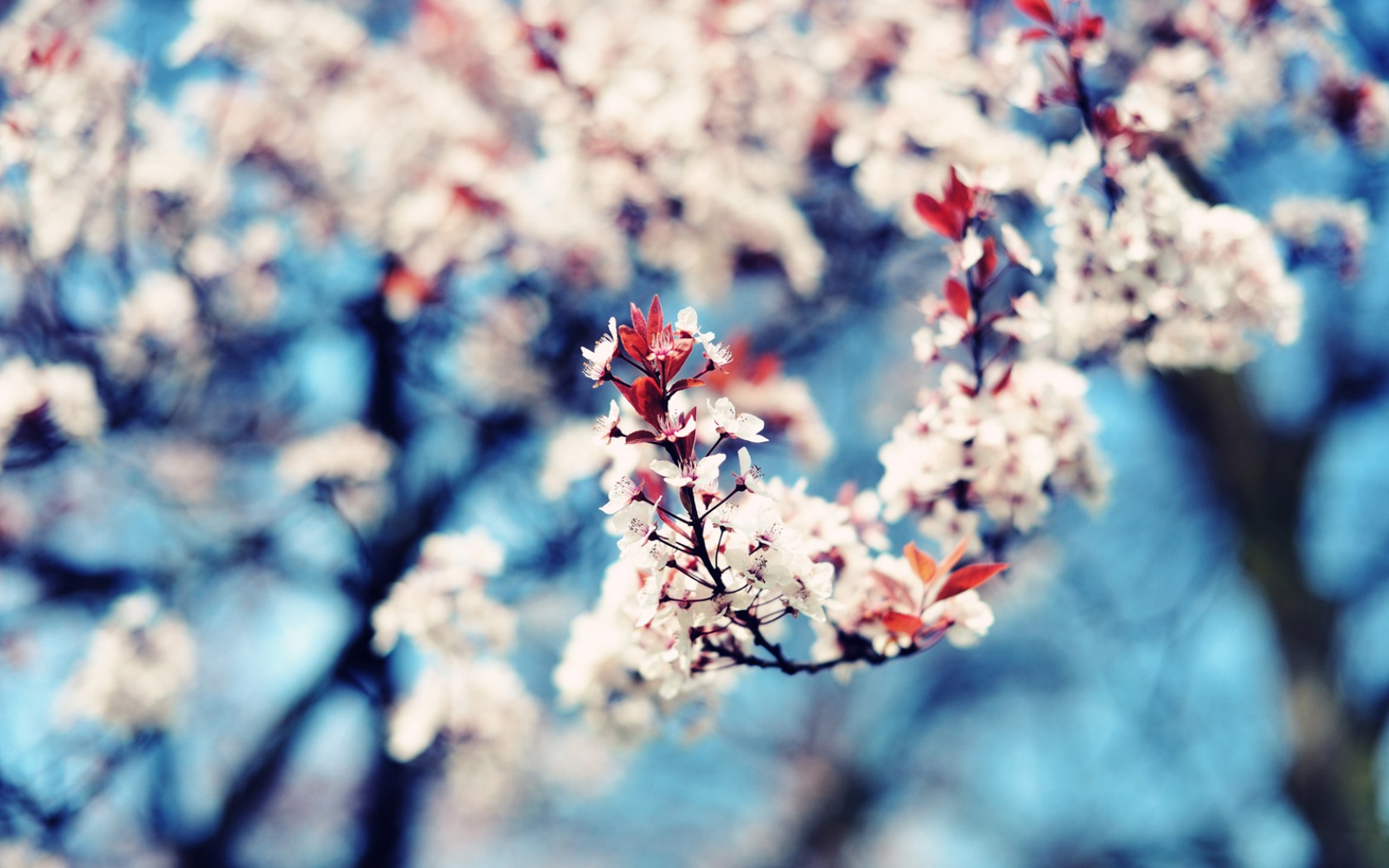 blossom, earth, bud, photography, tree, flowers