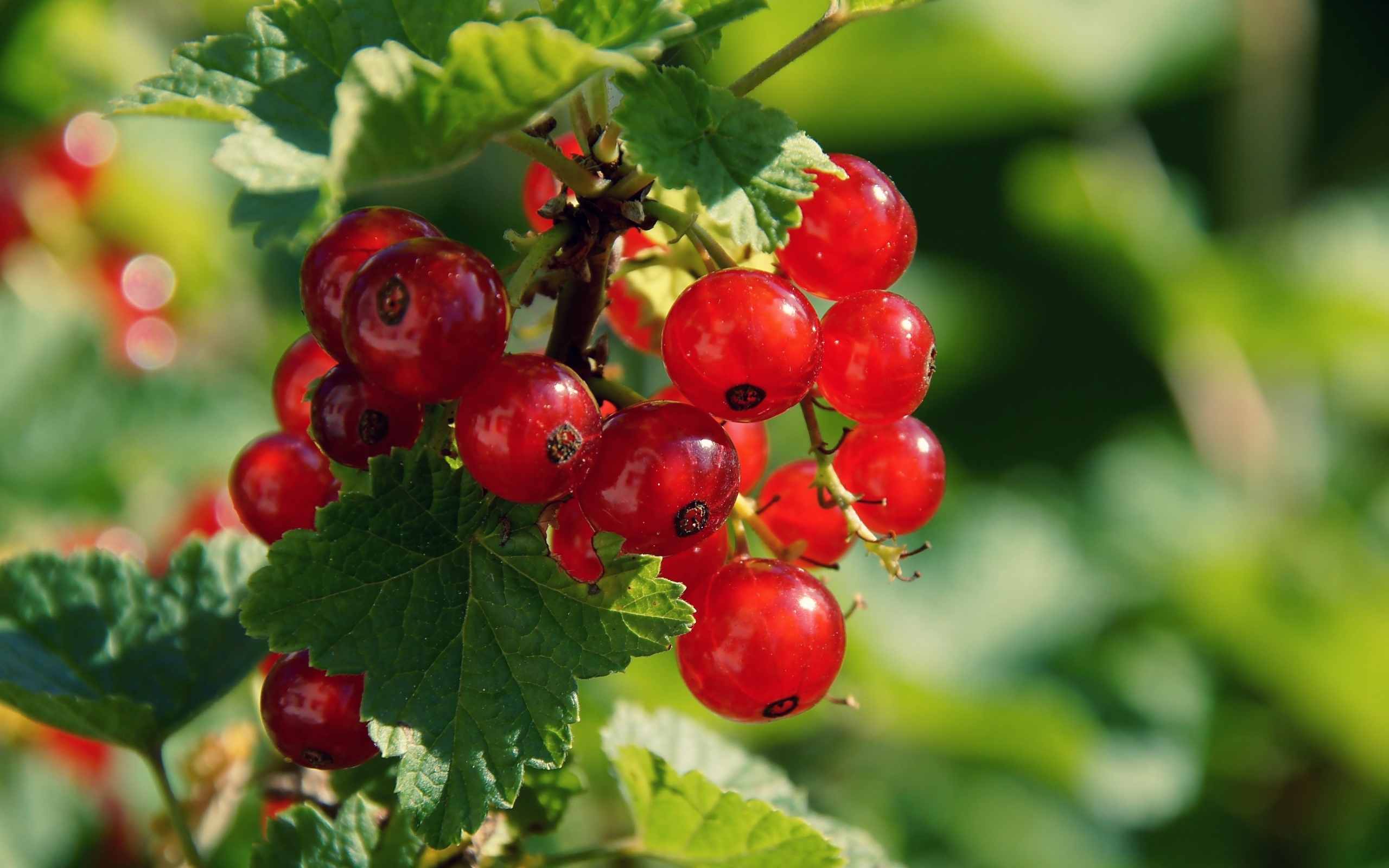 Laden Sie das Pflanzen, Berries, Johannisbeere-Bild kostenlos auf Ihren PC-Desktop herunter
