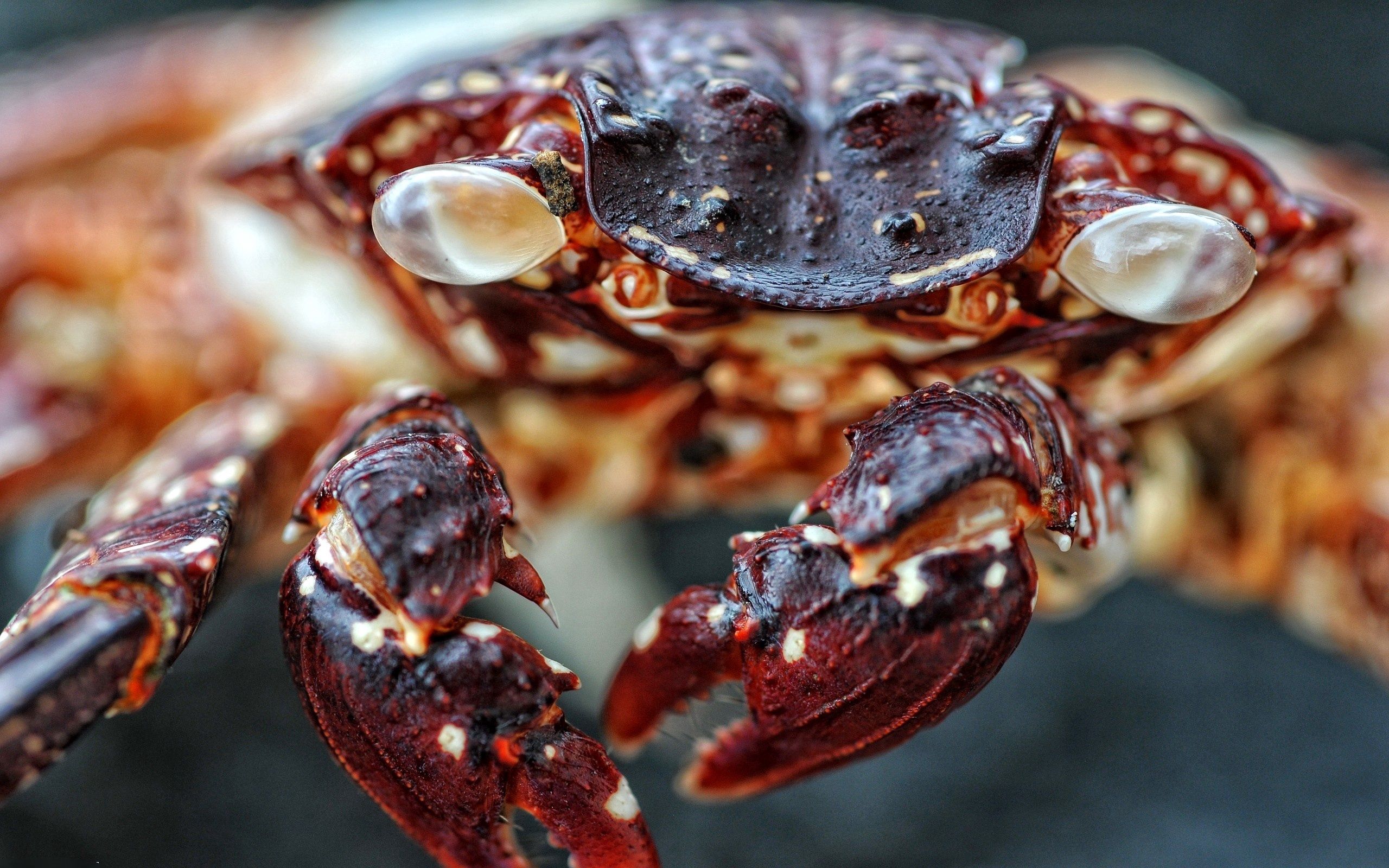 red, macro, spotted, spotty, carapace, shell, crab, claws