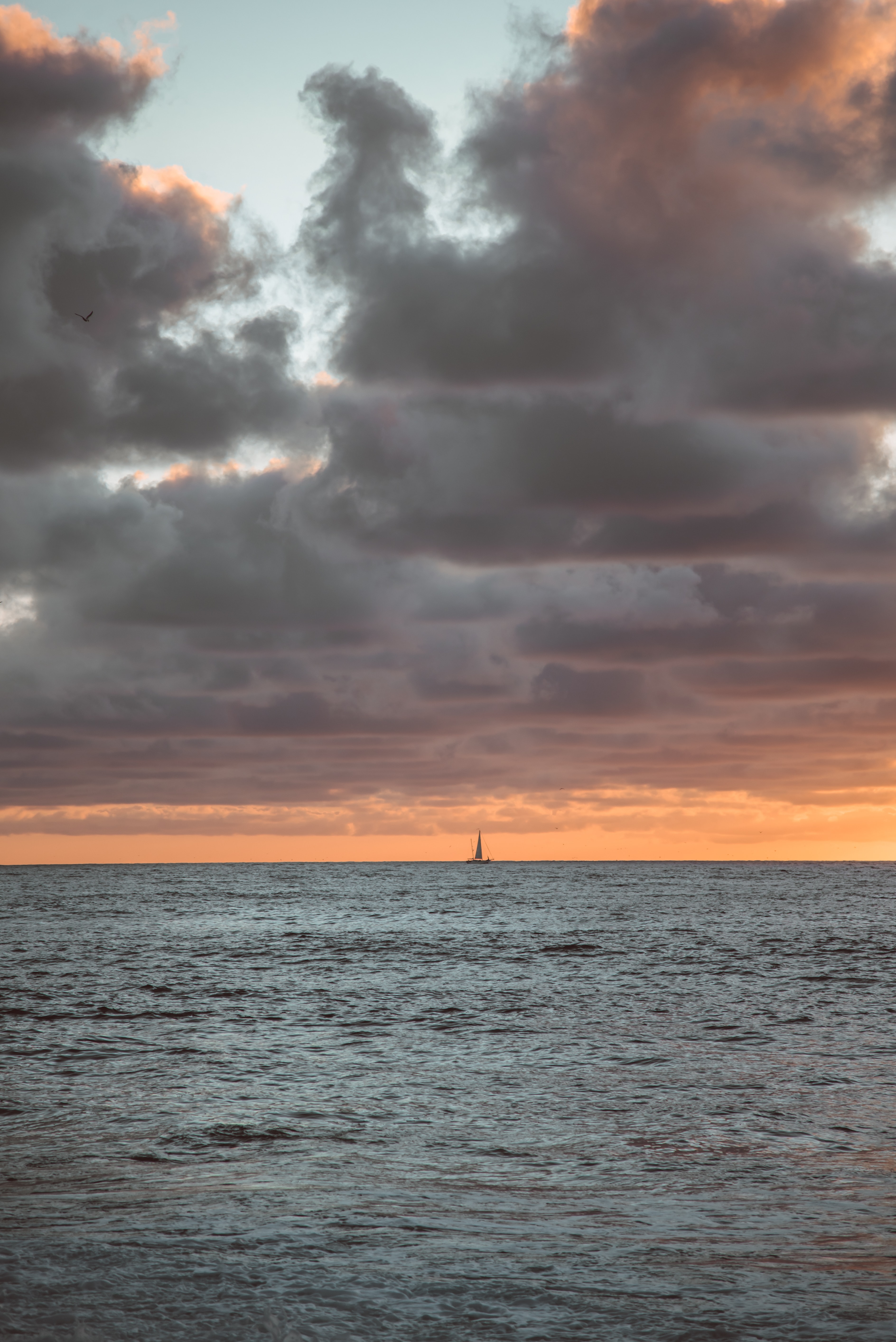 sea, horizon, sailfish, nature HD Wallpaper for Phone