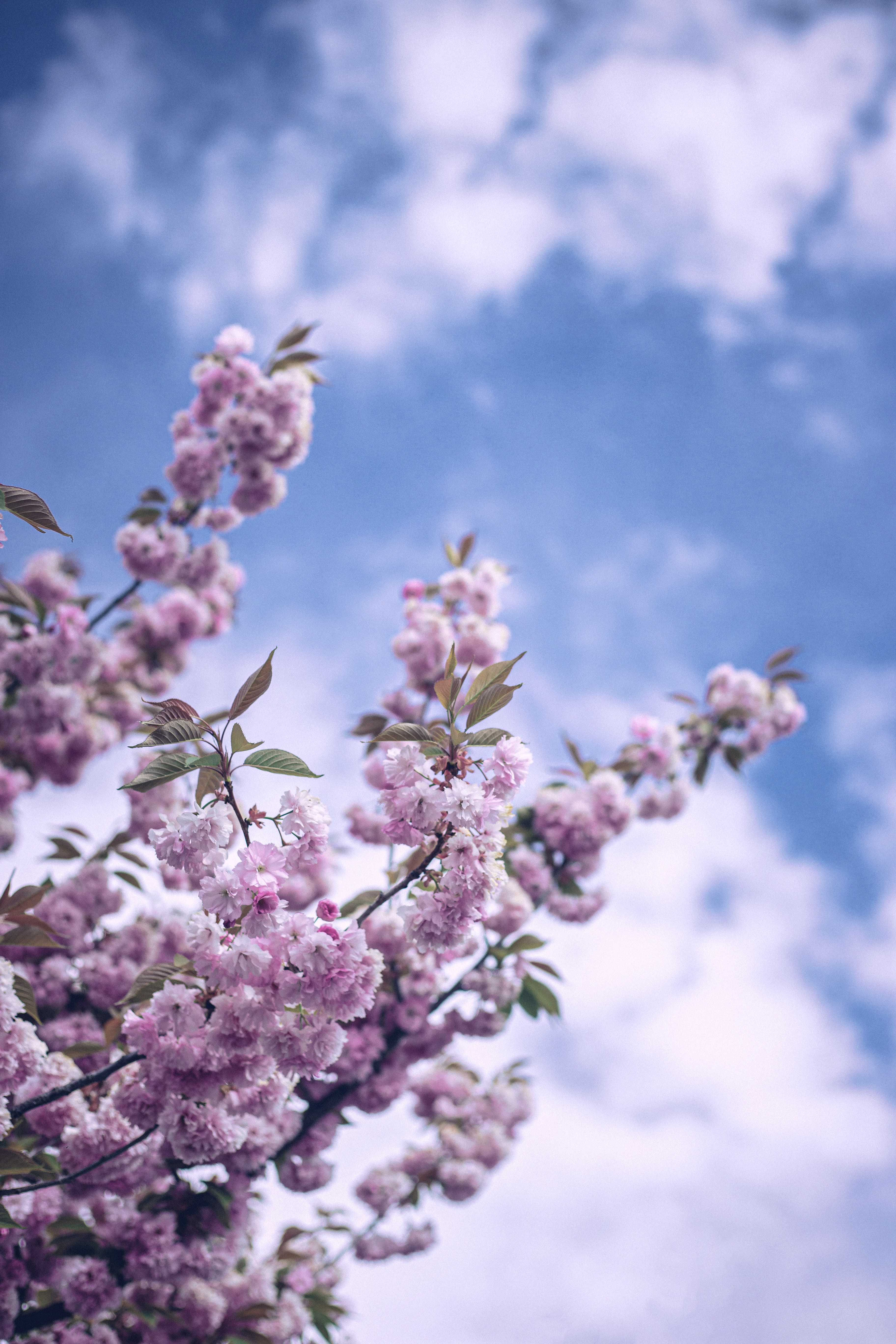 Скачать картинку Небо, Цветение, Весна, Ветка, Цветы, Облака в телефон бесплатно.