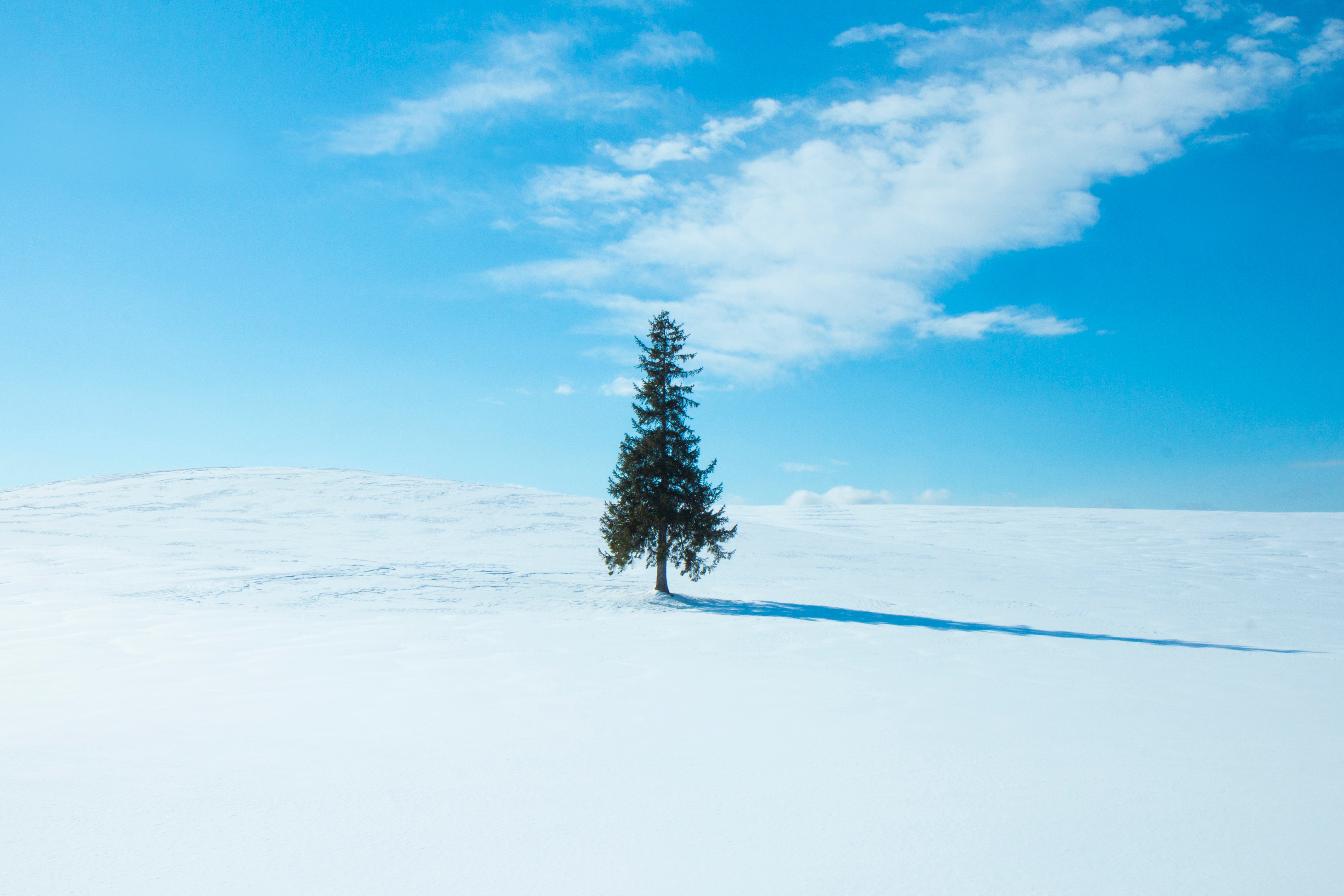 minimalism, tree, winter, sky, snow, horizon, wood 2160p