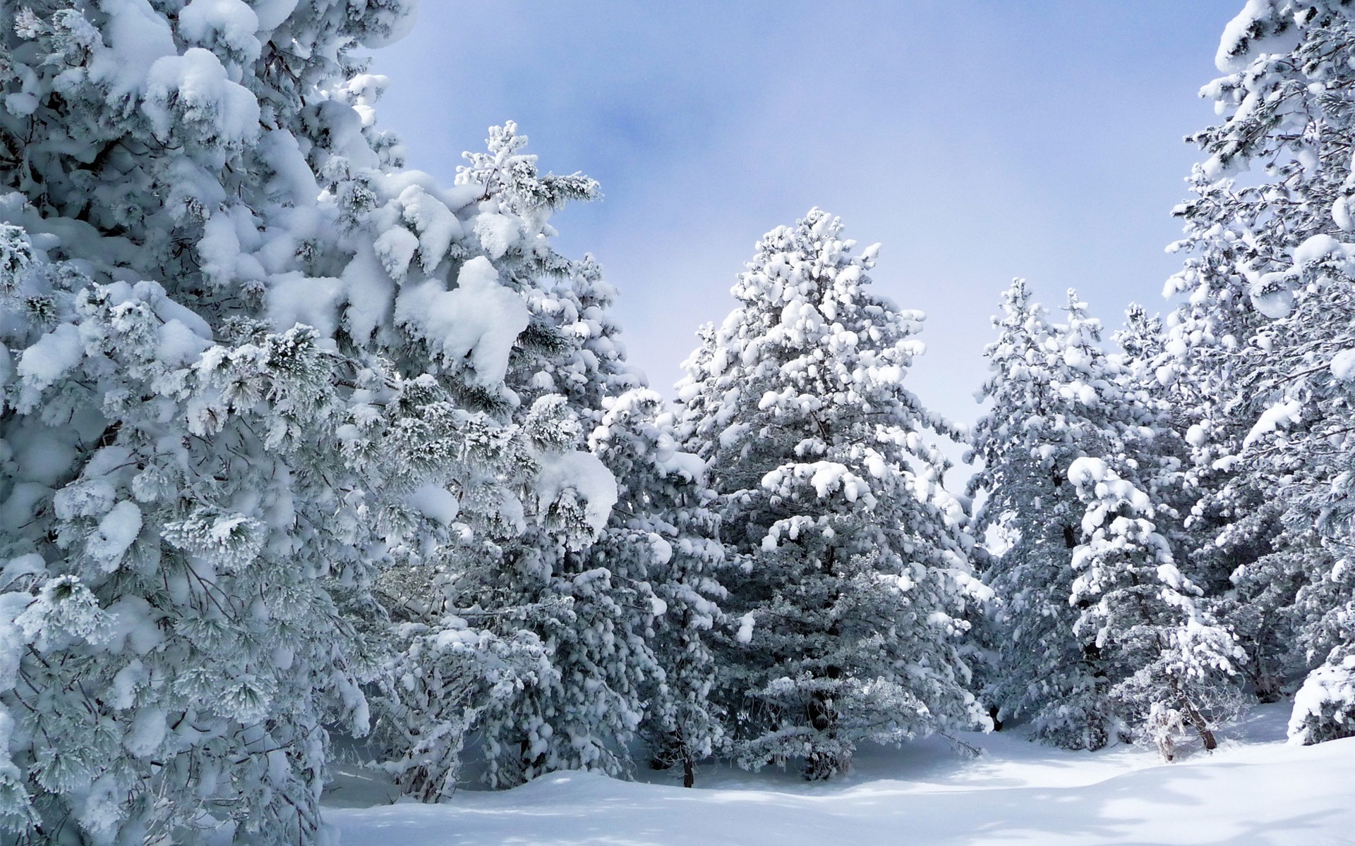 Panoramic Wallpapers Snow forest, earth, tree, winter