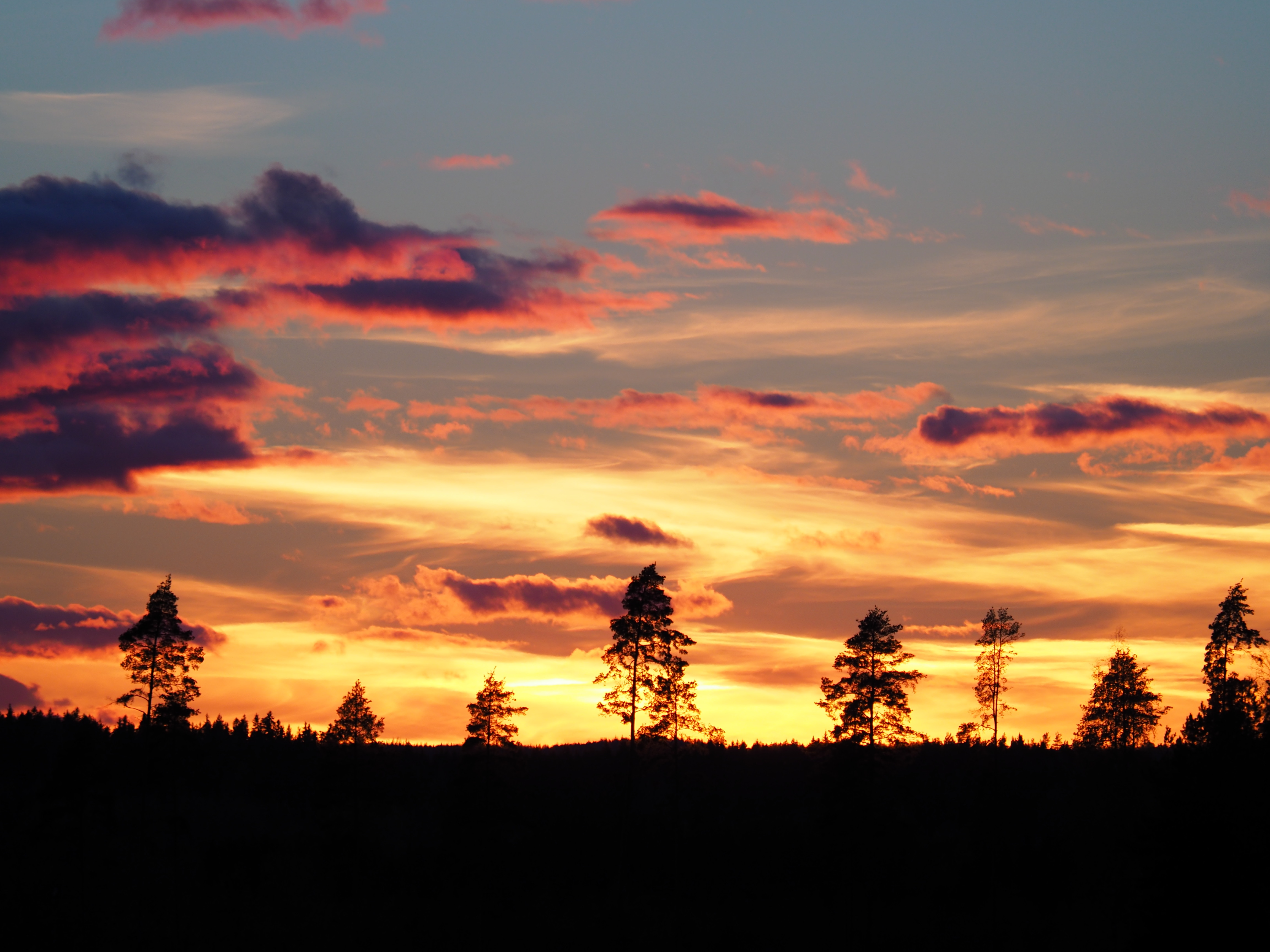 nature, silhouettes, evening, dark, trees, sunset Full HD