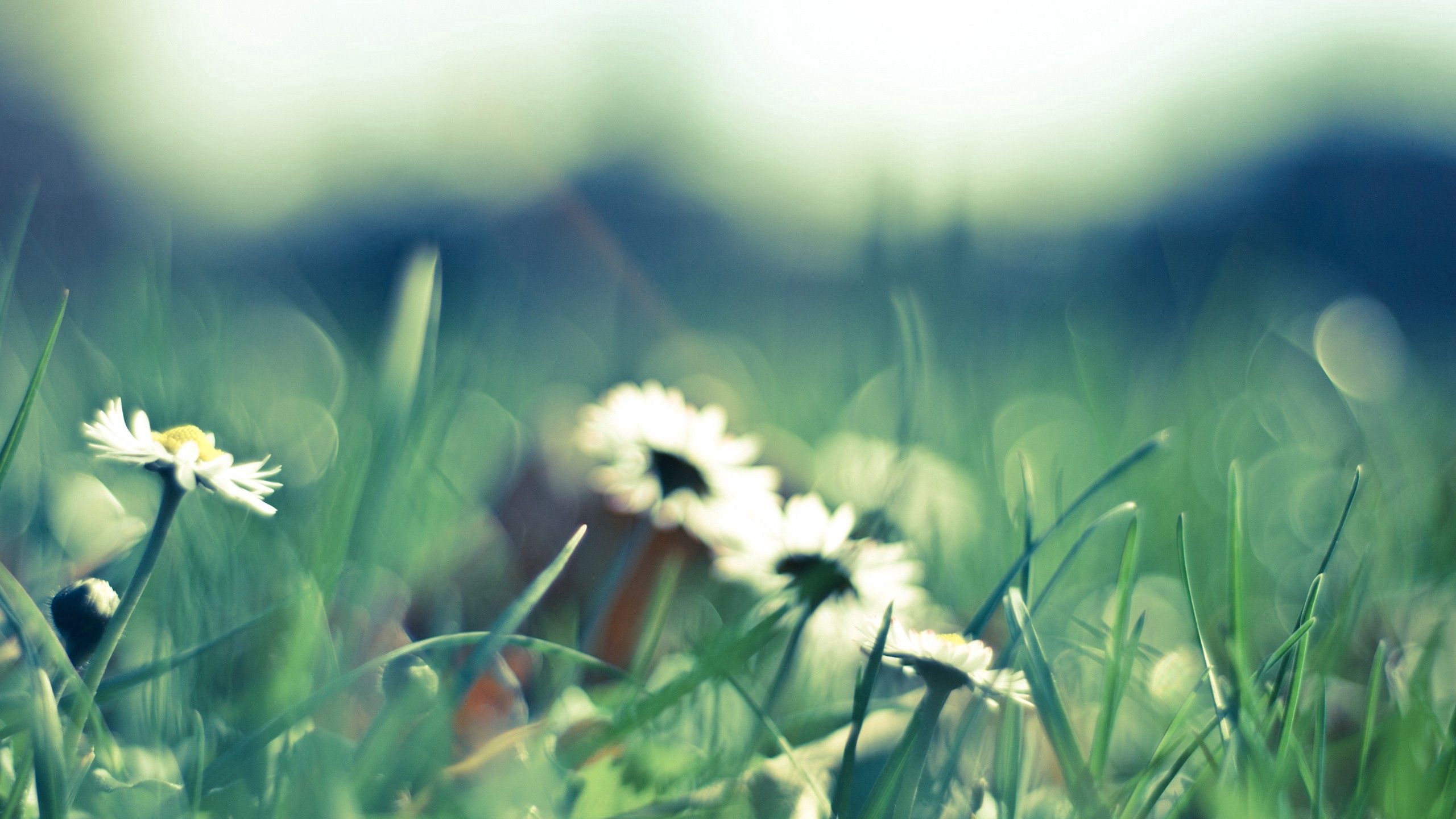 macro, grass, glare, flower Glade Cellphone FHD pic