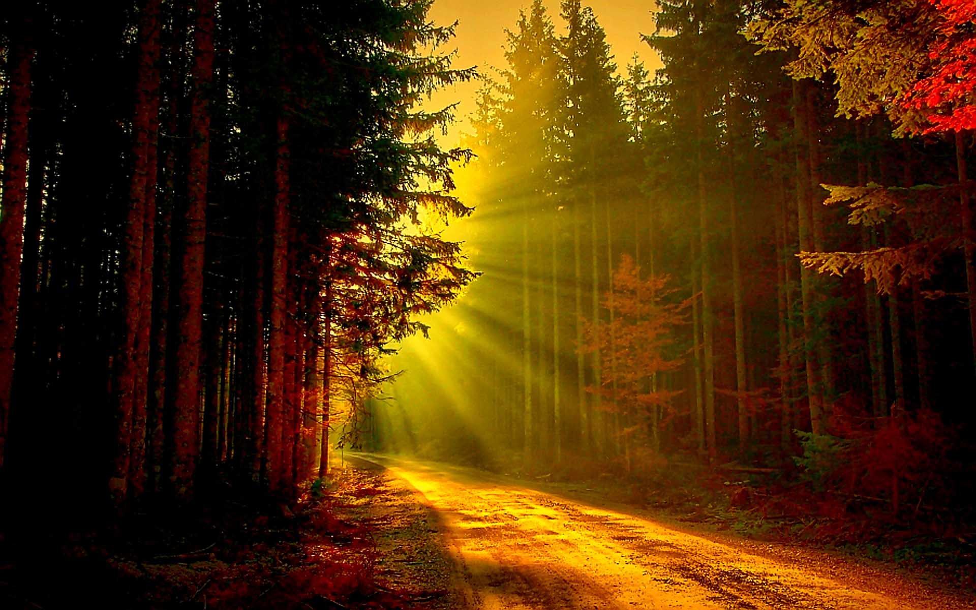 Солнце поднимается и лес озаряется ярко