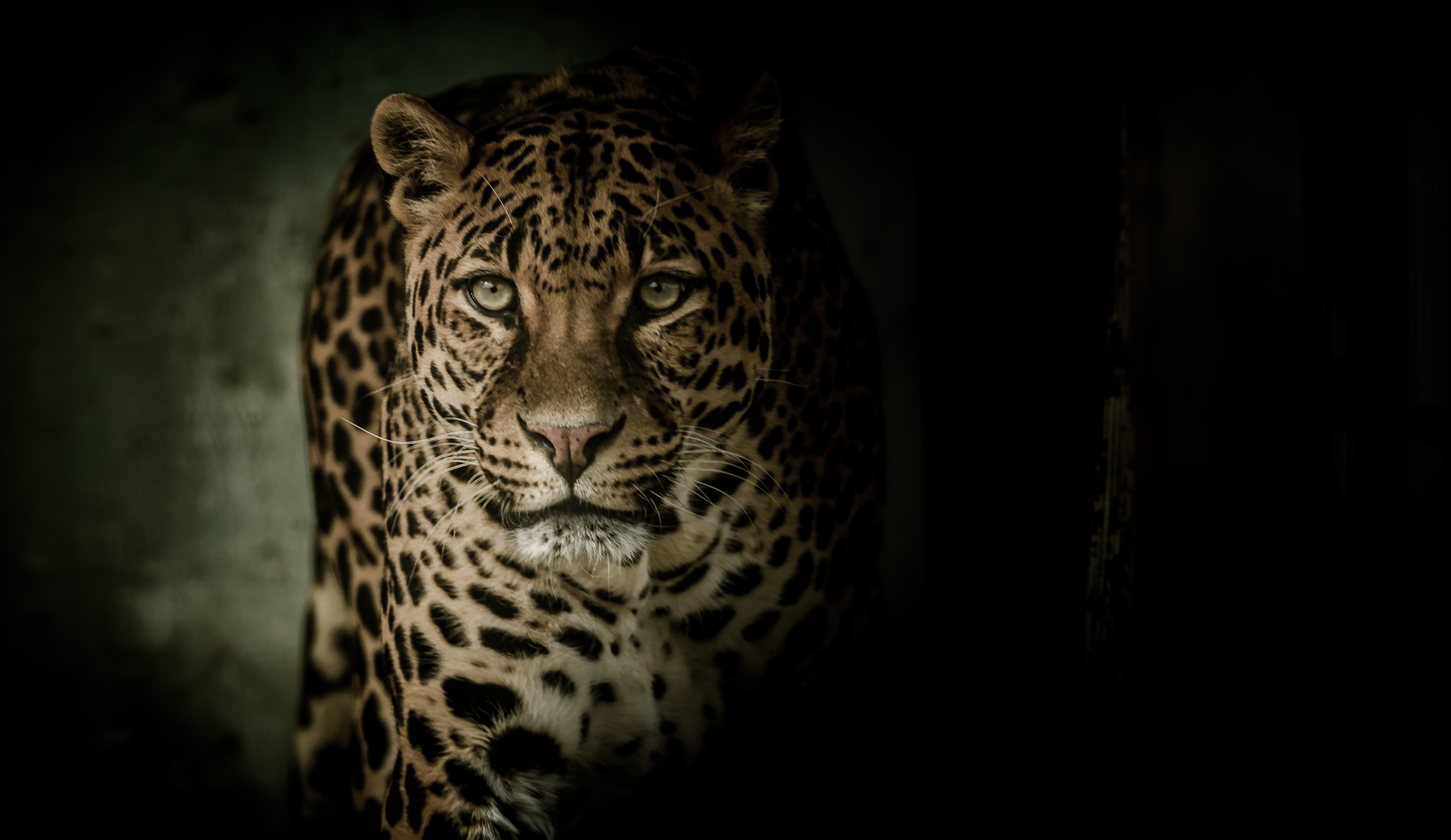 91336 download wallpaper animals, dark, leopard, predator, big cat, sight, opinion screensavers and pictures for free