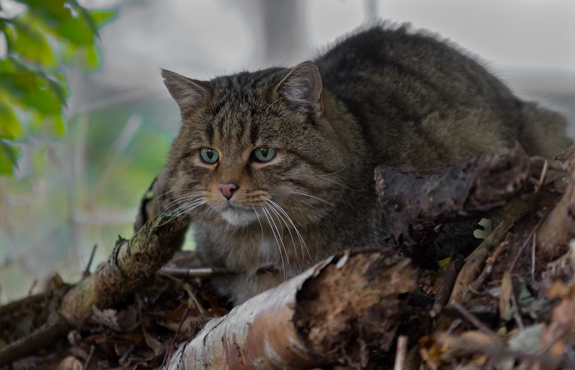 Корни кошка фото