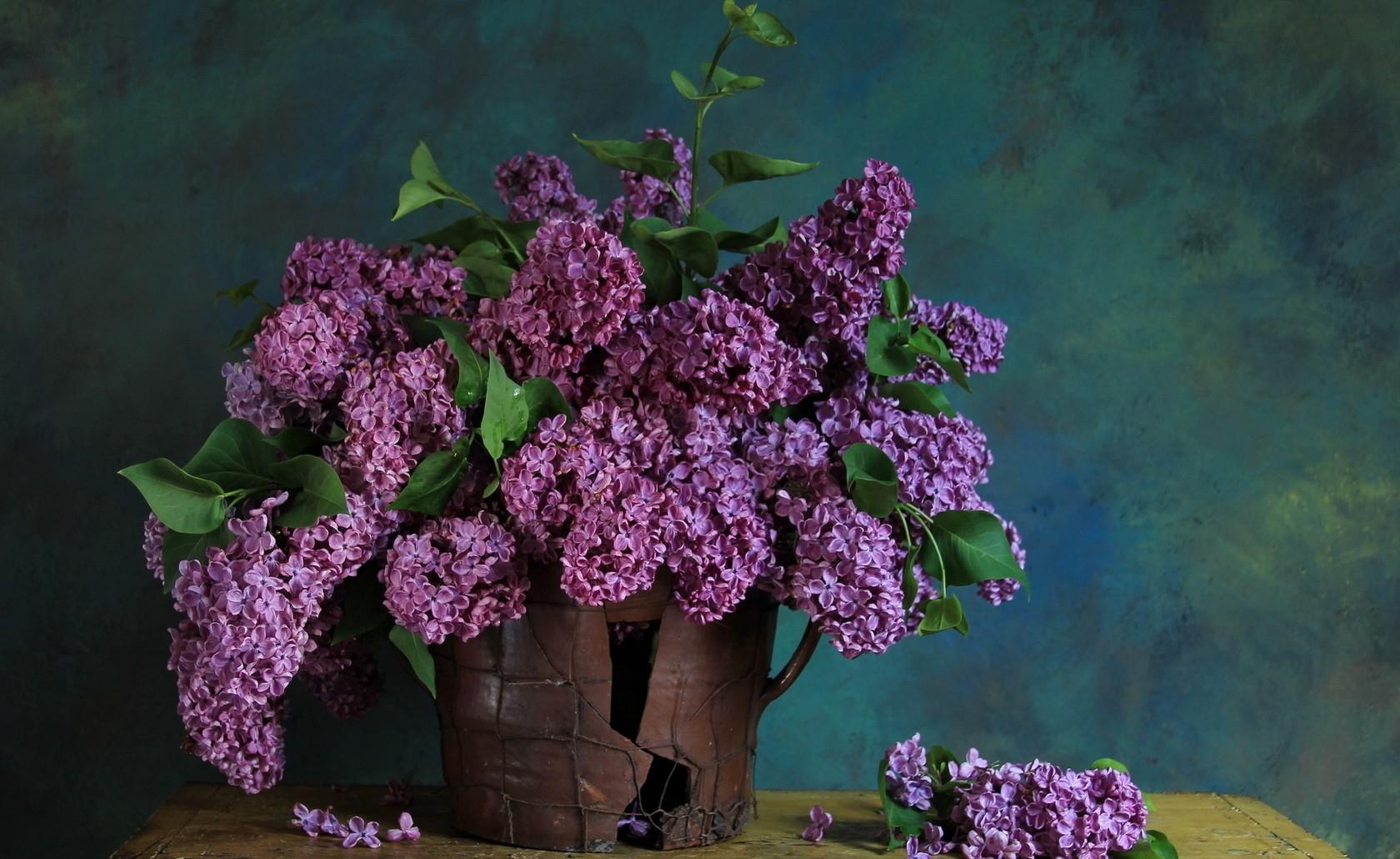 lilac, leaves, spring, bouquet Panoramic Wallpapers
