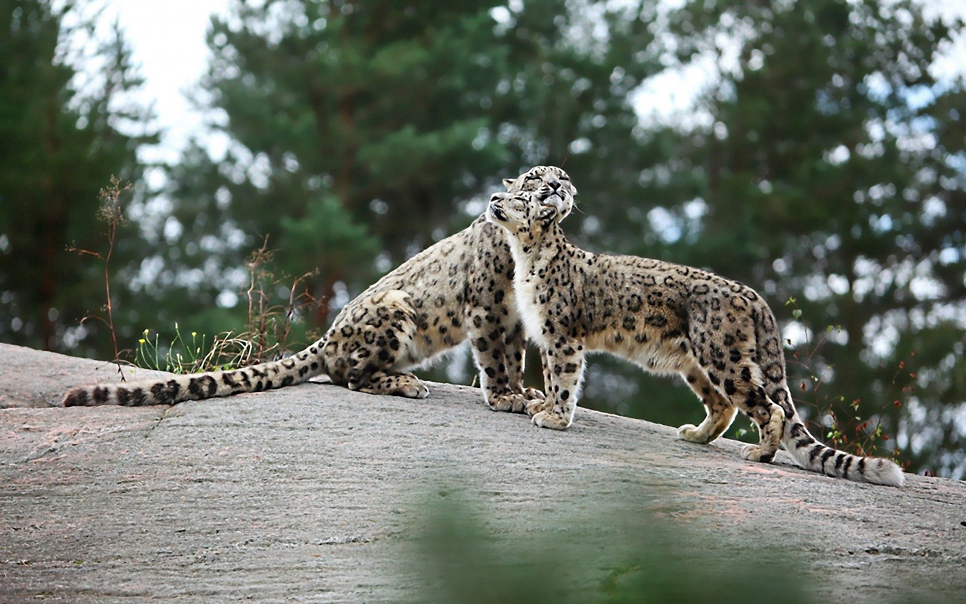 big cats, animals, playful, snow leopards HD Wallpaper for Phone