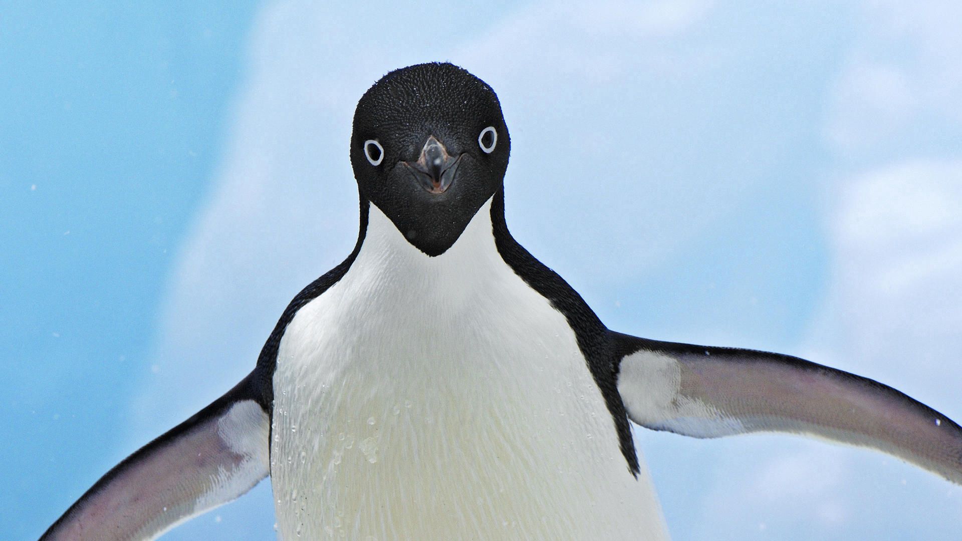 110771 Bildschirmschoner und Hintergrundbilder Pinguin auf Ihrem Telefon. Laden Sie tiere, schnauze, flügel, welle, pinguin, fegen Bilder kostenlos herunter