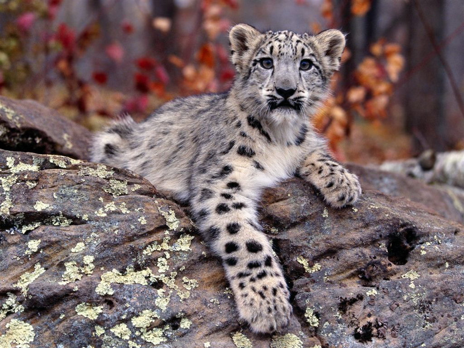 10110 Hintergrundbild herunterladen tiere, schneeleopard - Bildschirmschoner und Bilder kostenlos