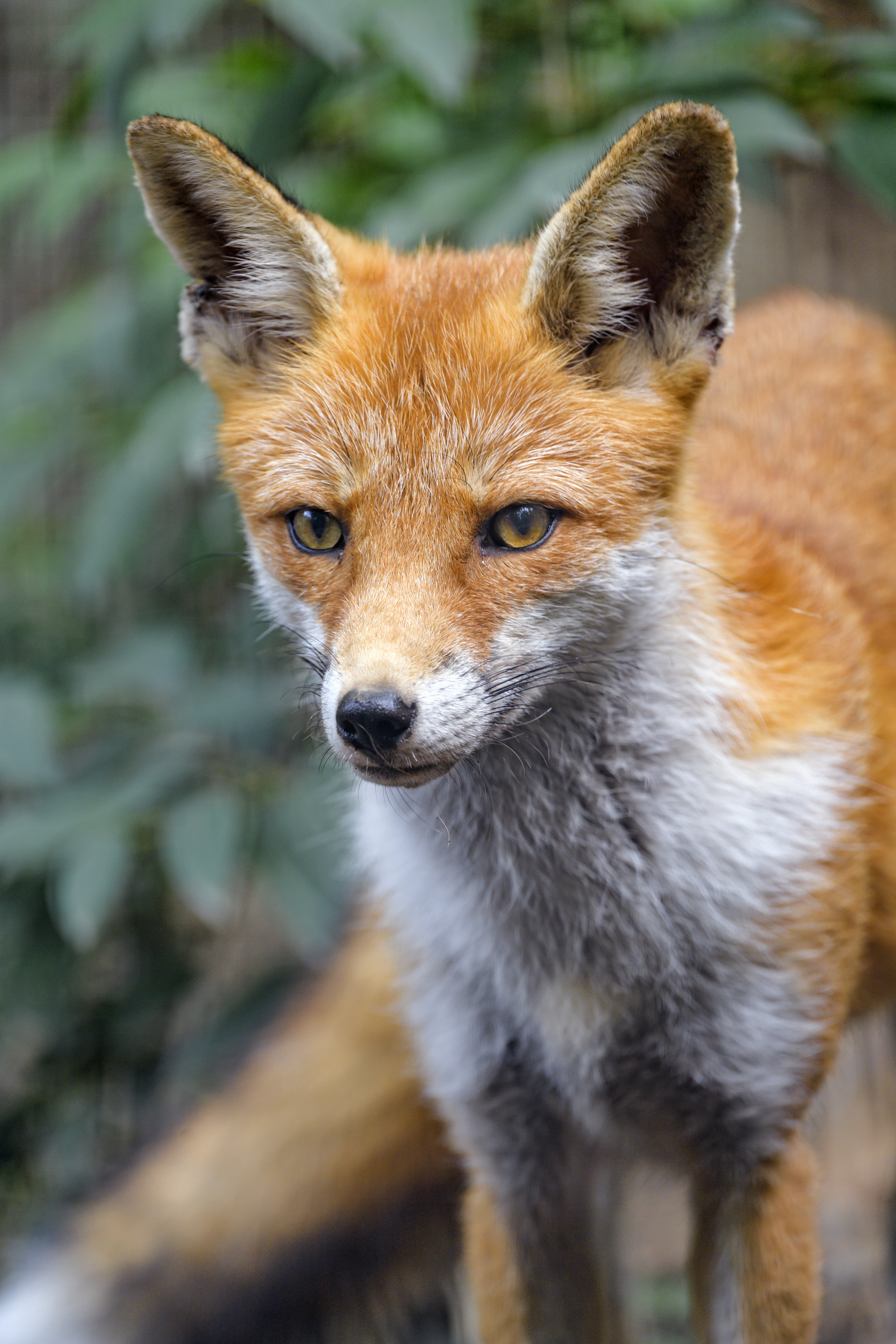 HD wallpaper fox, animals, muzzle, predator, sight, opinion, animal