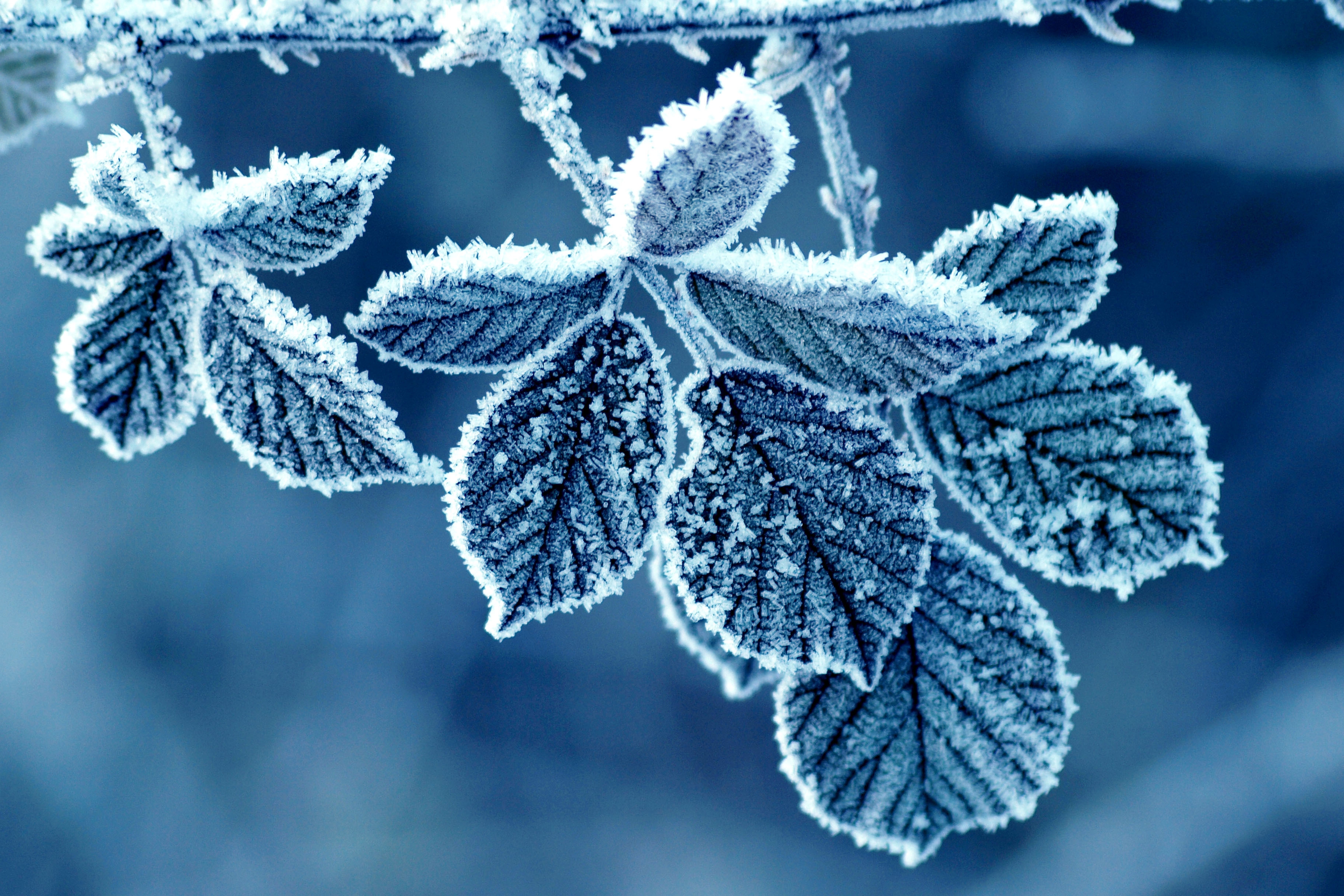 Download mobile wallpaper Winter, Leaves, Snow, Macro, Frost, Hoarfrost, Cold for free.