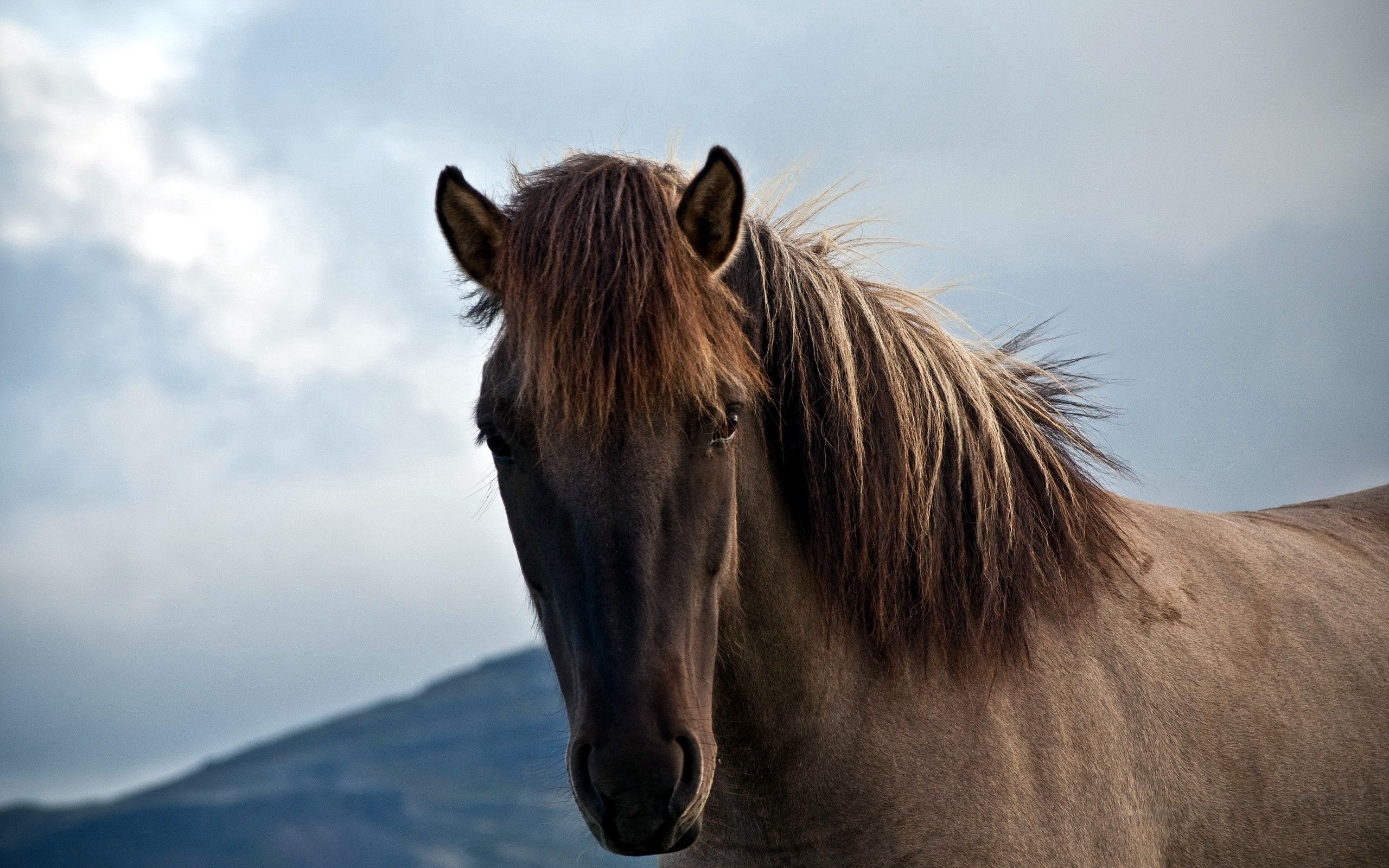 Free Images animals, opinion, mane, sight Horse