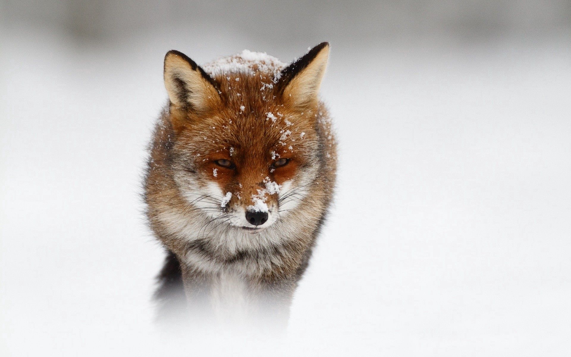 148459 Hintergrundbilder und Ein Fuchs Bilder auf dem Desktop. Laden Sie tiere, schnee, wintersturm, fuchs Bildschirmschoner kostenlos auf den PC herunter