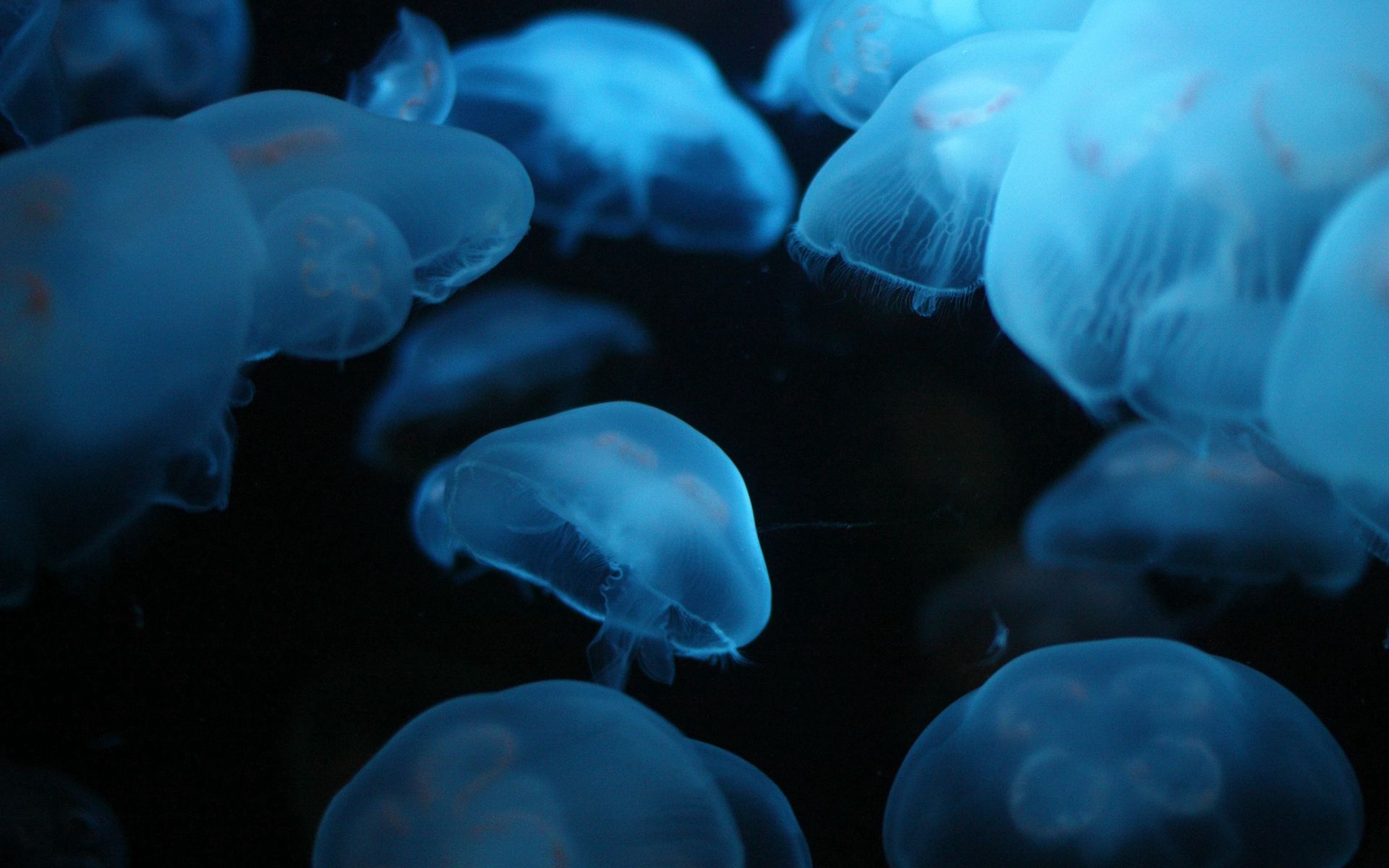 Mobile HD Wallpaper Swim animals, jellyfish, to swim, underwater world