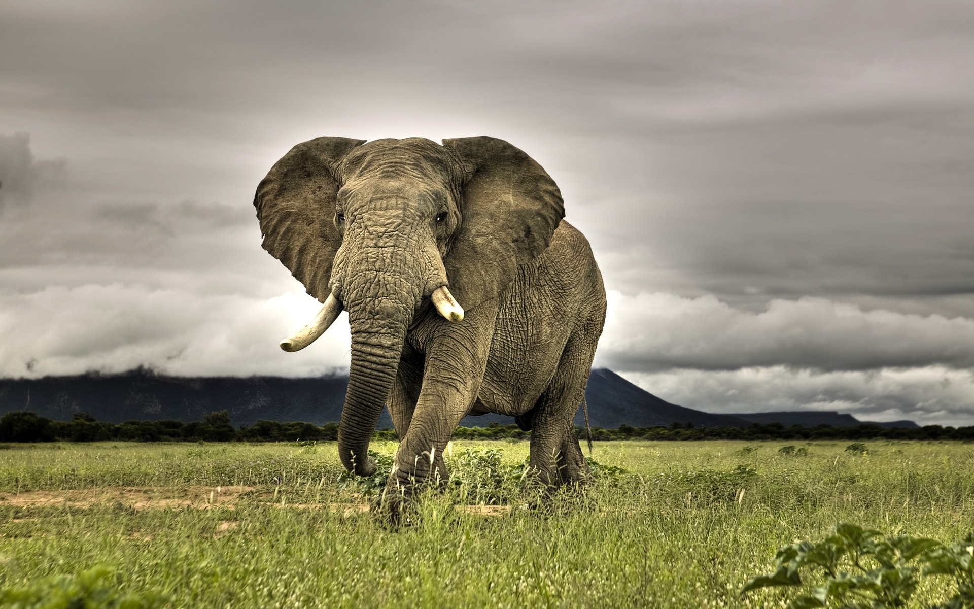 43598 Hintergrundbild herunterladen tiere, elephants, gelb - Bildschirmschoner und Bilder kostenlos