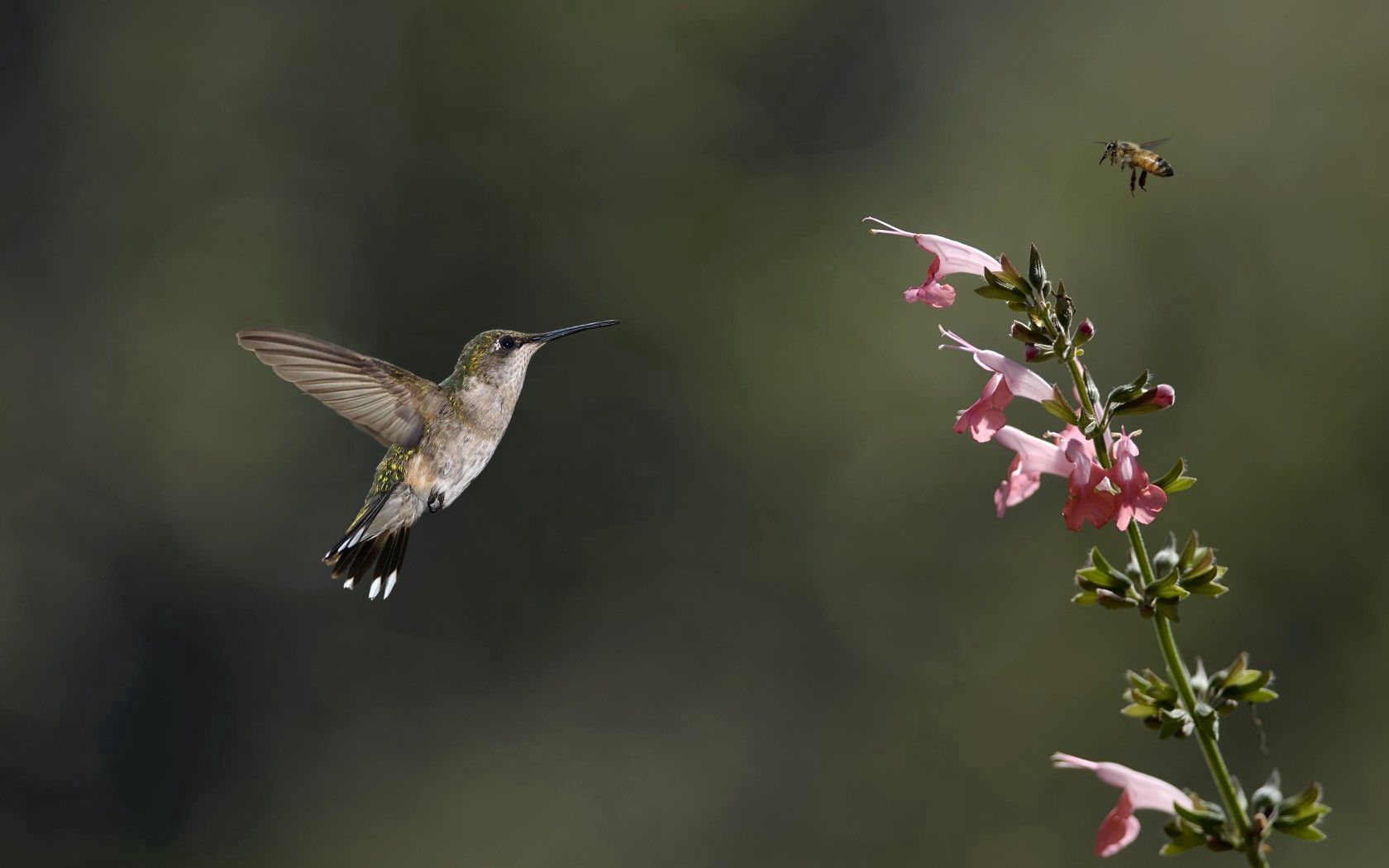Laden Sie das Tiere, Rosa, Kolibris, Blume, Vogel, Grüne, Grünen, Insekt, Biene-Bild kostenlos auf Ihren PC-Desktop herunter