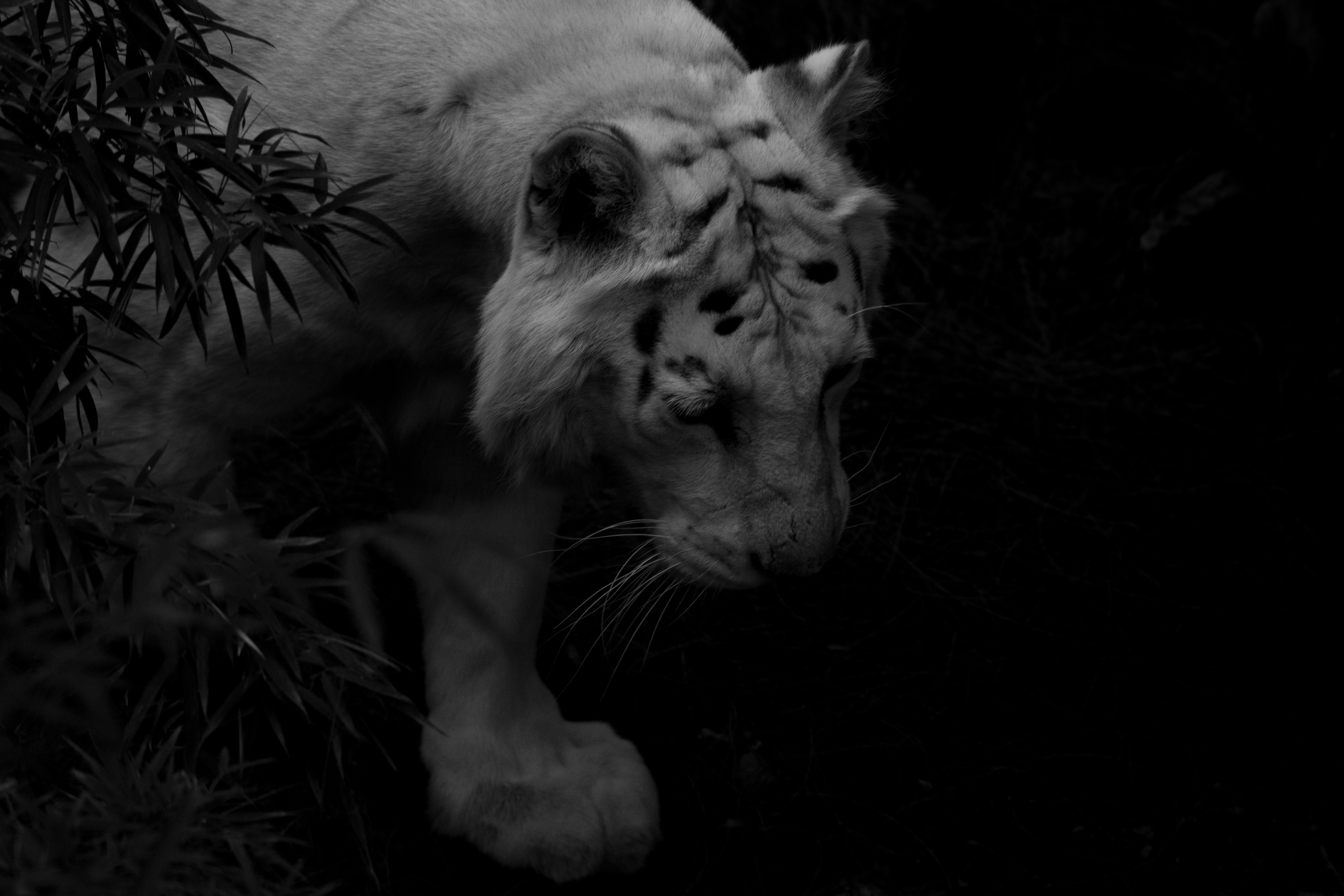 dark, shadows, animals, predator, tiger, white tiger lock screen backgrounds