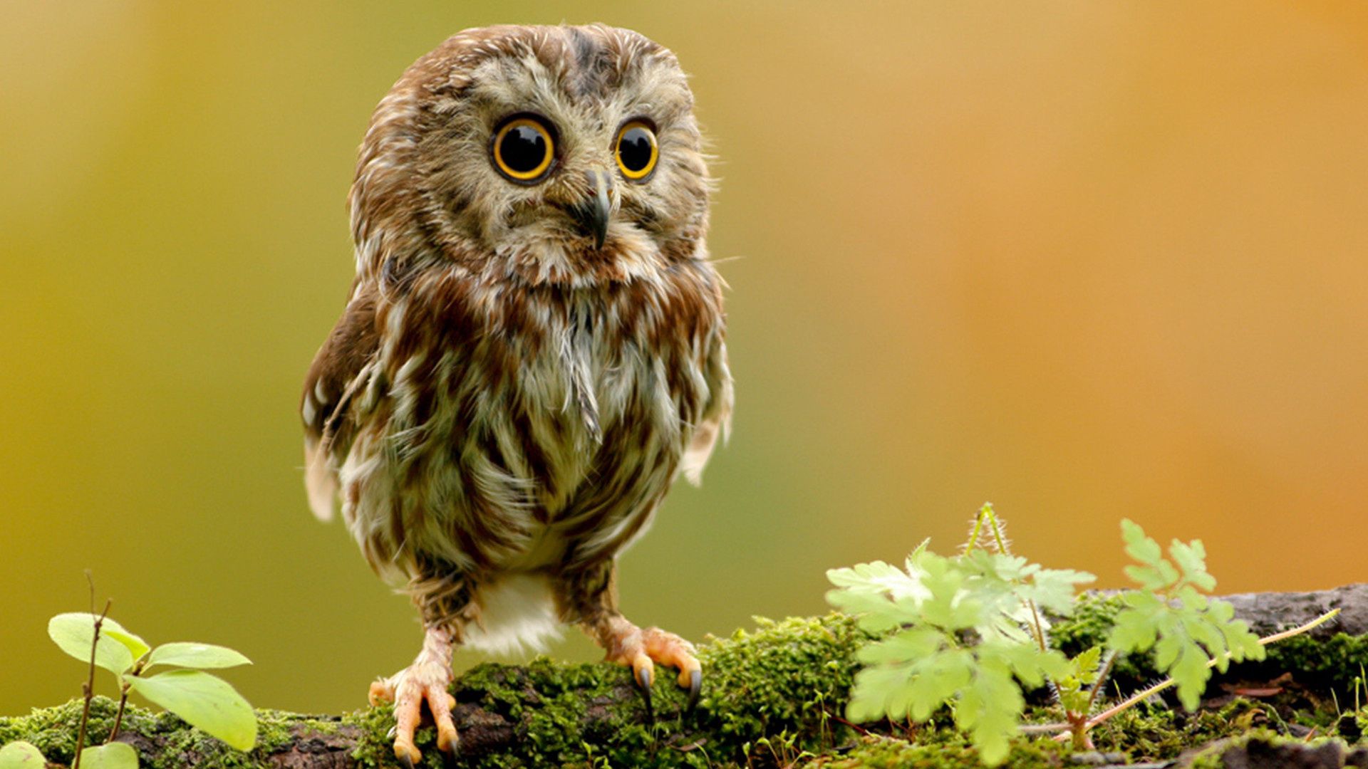 Die besten Owlet-Hintergründe für den Telefonbildschirm