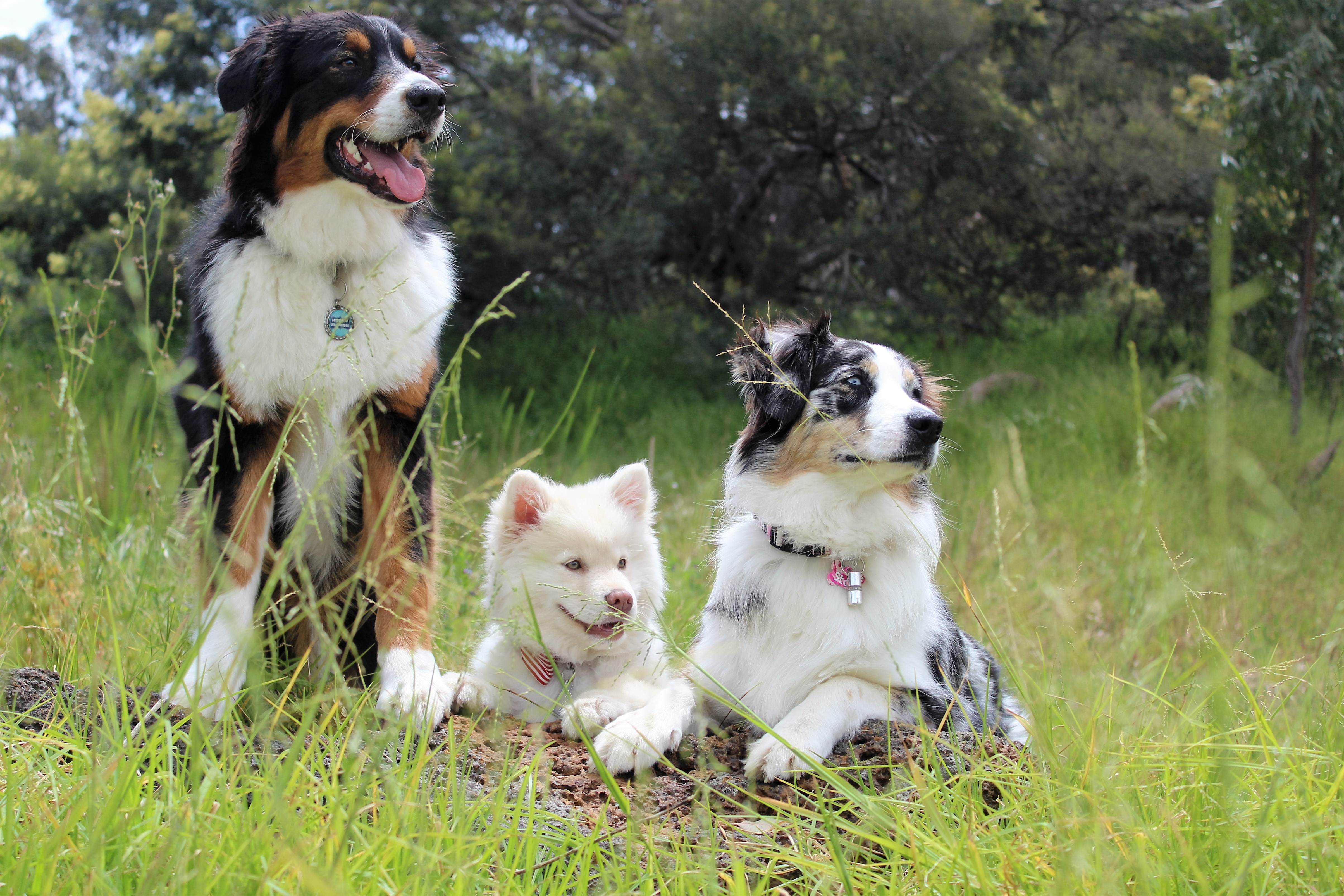 Handy-Wallpaper Hunde, Tiere, Fototermin, Fotoshooting, Stammbaum kostenlos herunterladen.